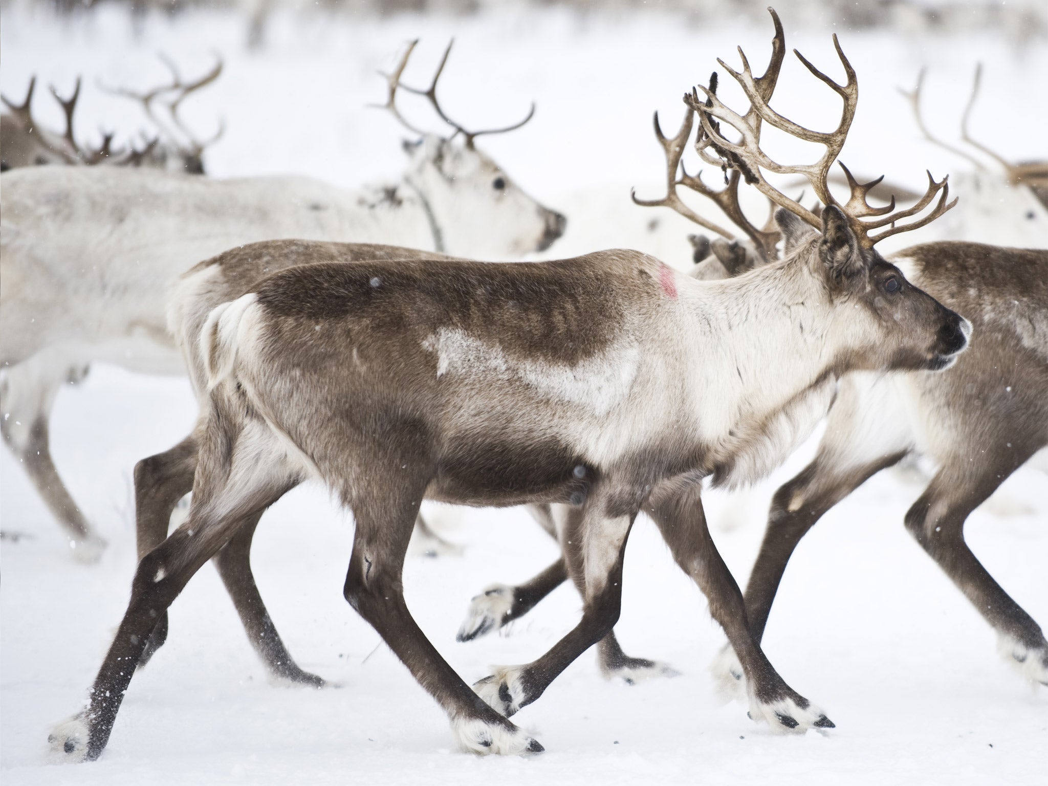 Reindeers at the Finnmark mounatin plateau, Norway