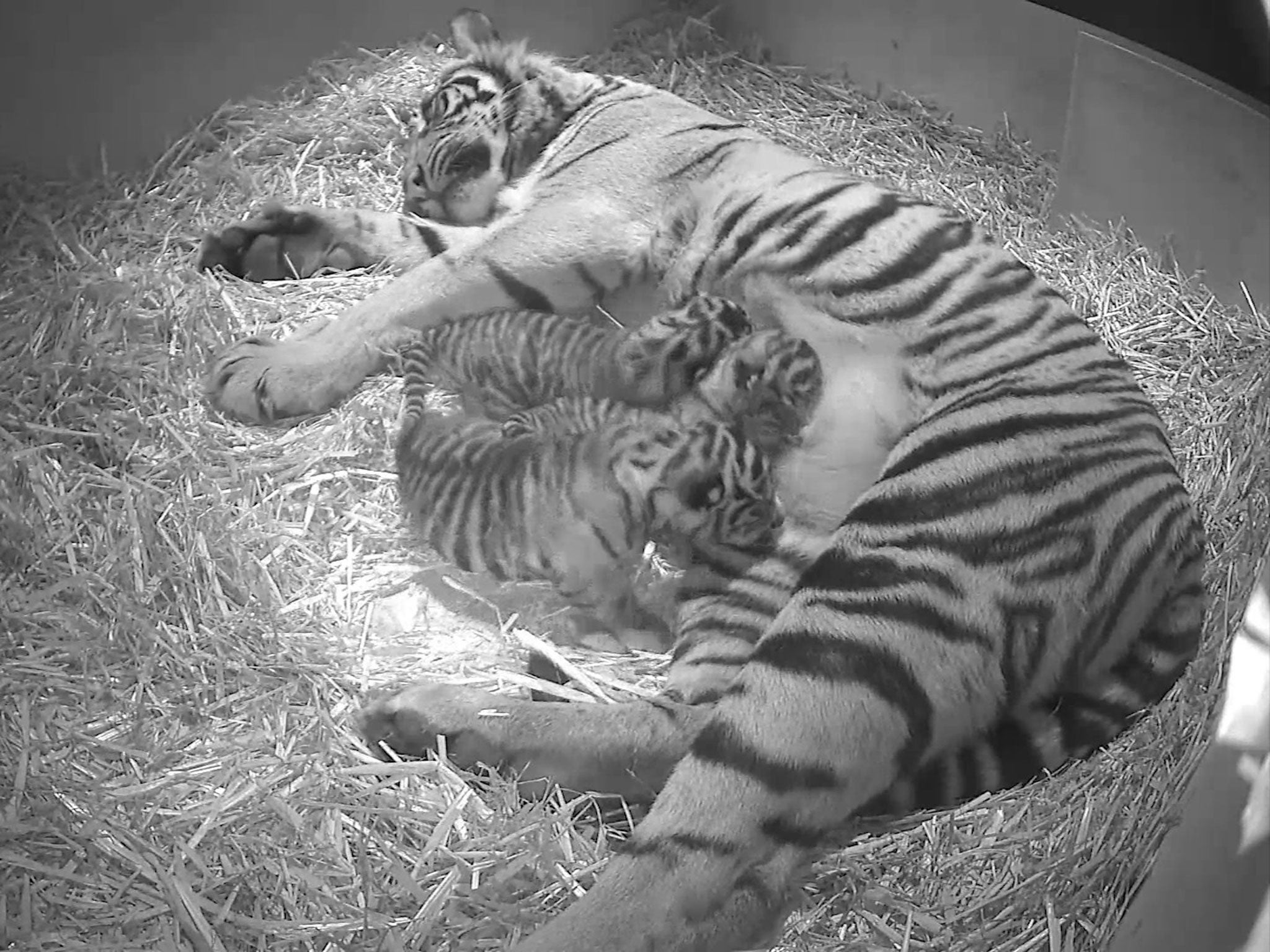 Sumatran tigress Melati with her new-born triplets