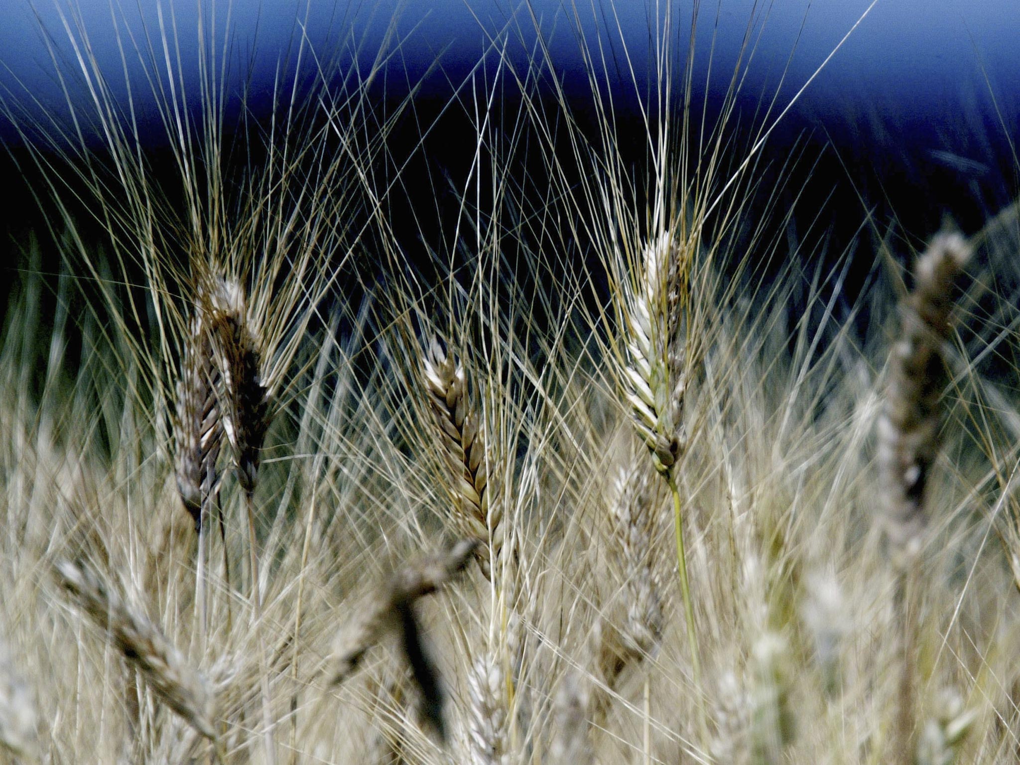 Professor John Pickett of Rothamsted said that the next stage will be to see if it is possible to refine the field experiment to see if the GM wheat can be tweaked in a way that allows it to repel aphids effectively.