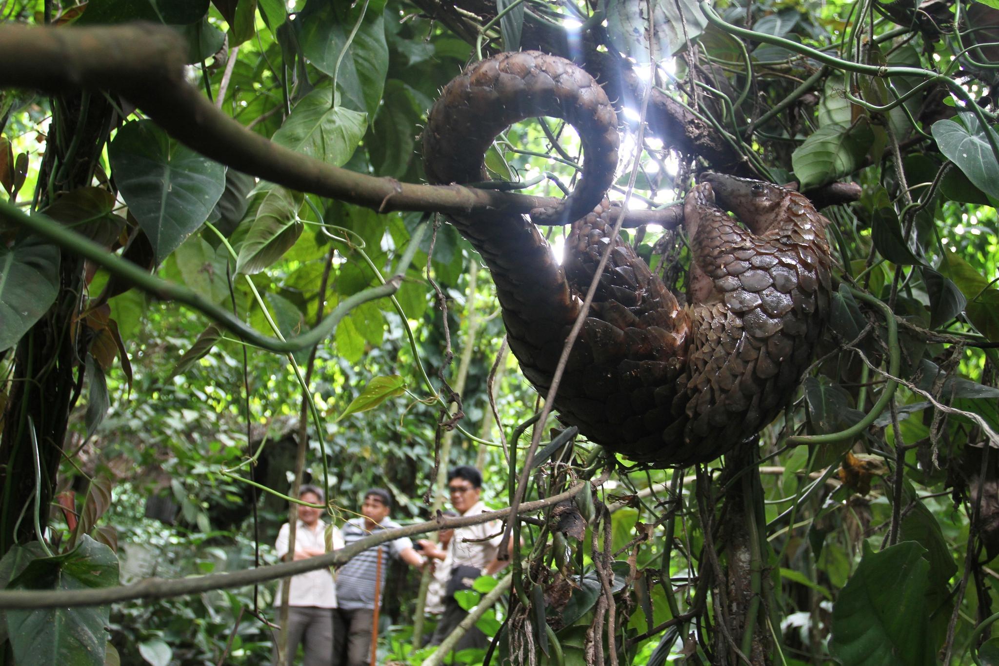 Some pangolins can use their tails to climb trees