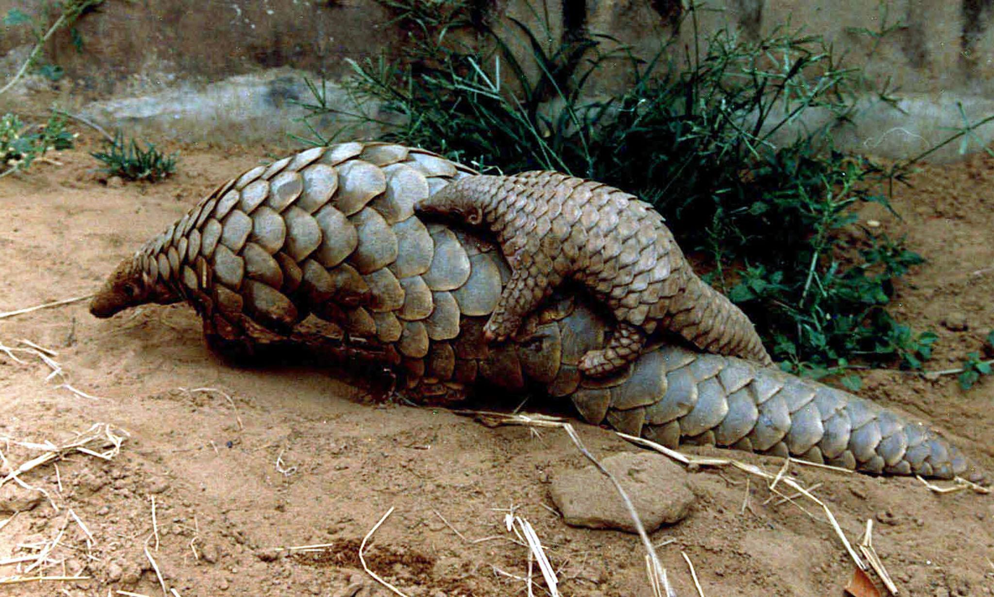 A baby pangolin on its parent's back