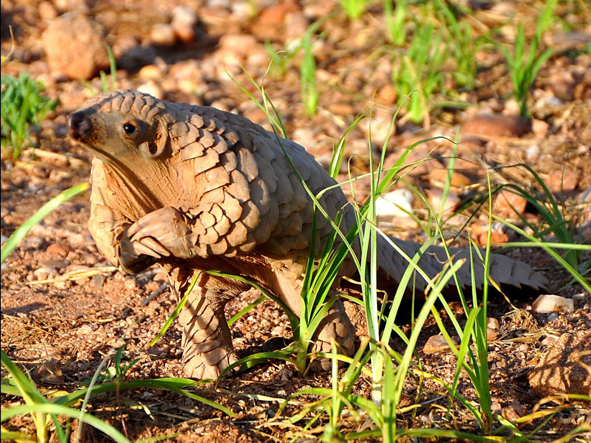 Baby pangolin being handreared at Rare and Endangered Species Trust (REST), Namibia, Africa - Sep 2013