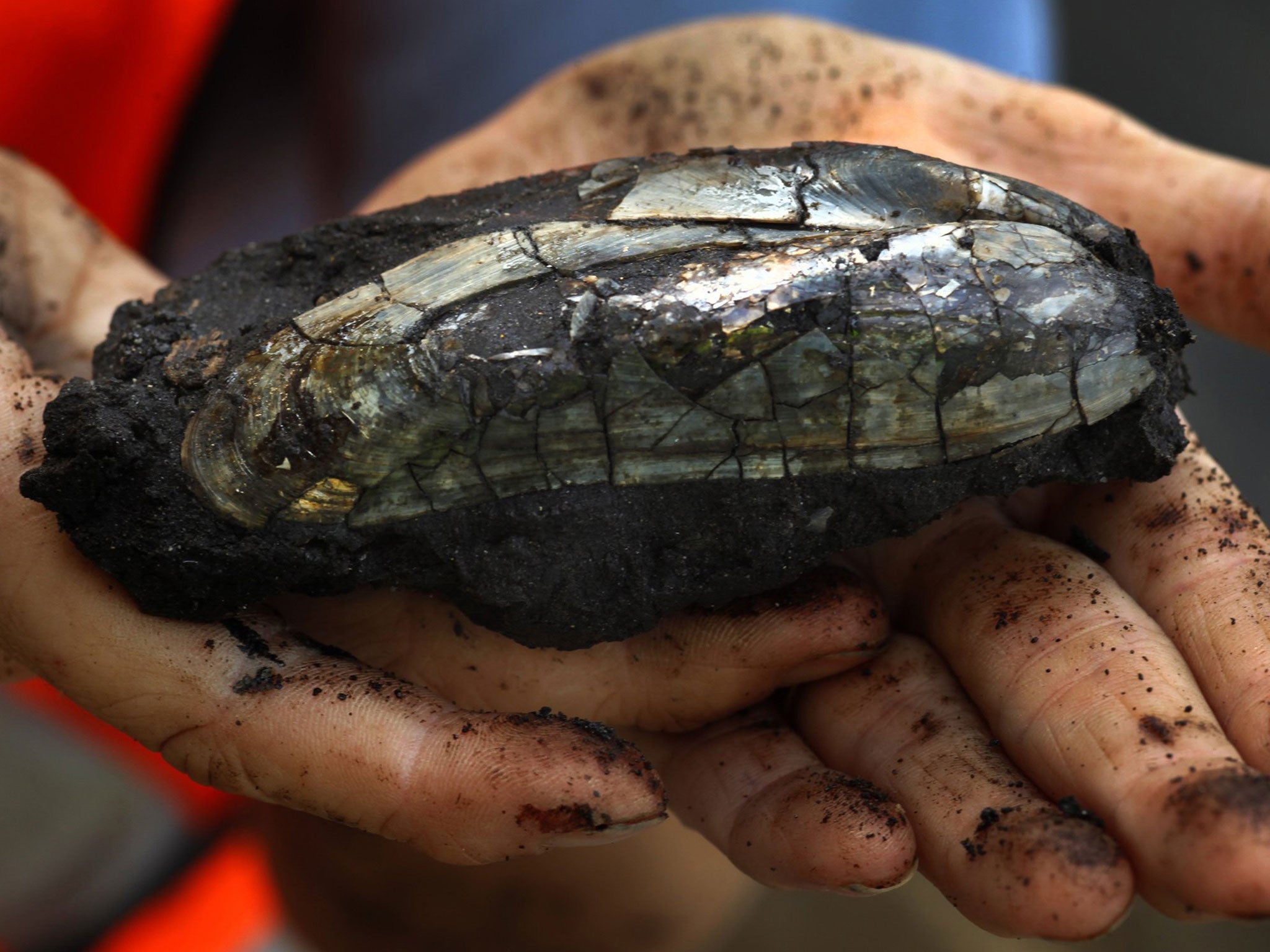 Kim Scott holds a fossilised mussel she has unearthed