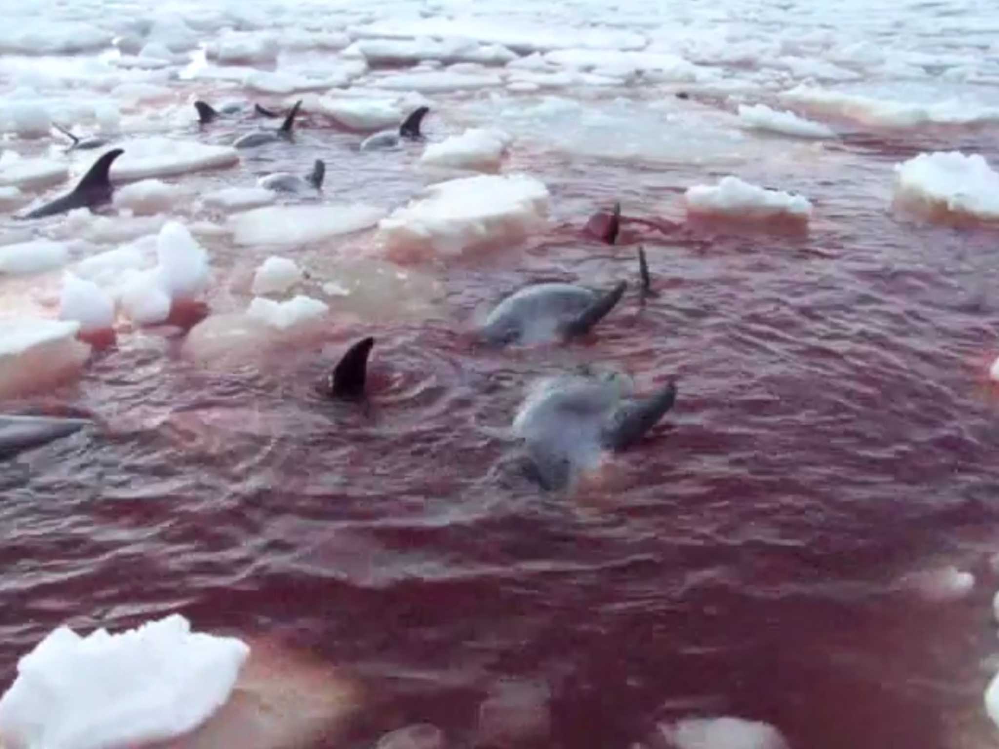 The group of about 30-40 dolphins became trapped in the shifting ice