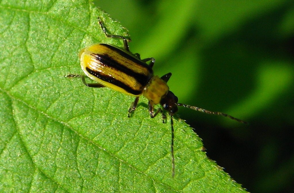 Rootworm beatles feast on corn