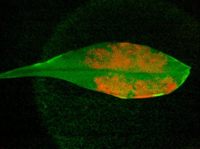 Near infrared fluorescence of carbon nanotubes (orange) infiltrated inside leaves (green) could boost photosynthesis and enable the detection of biochemicals and pollutants. Credit: Juan Pablo Giraldo and Nicole M. Iverson