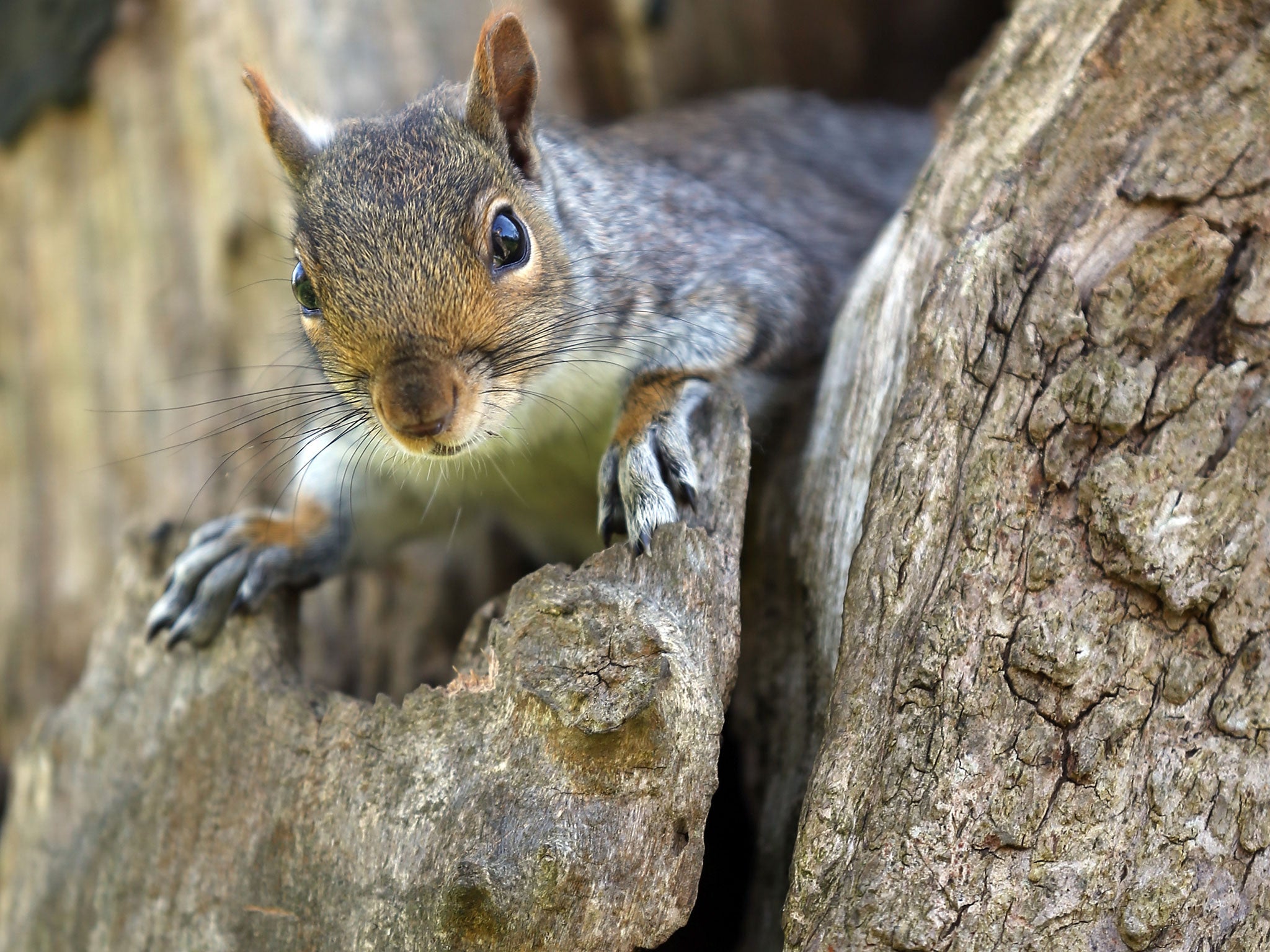 A squirrel looks from a tree in Bath.