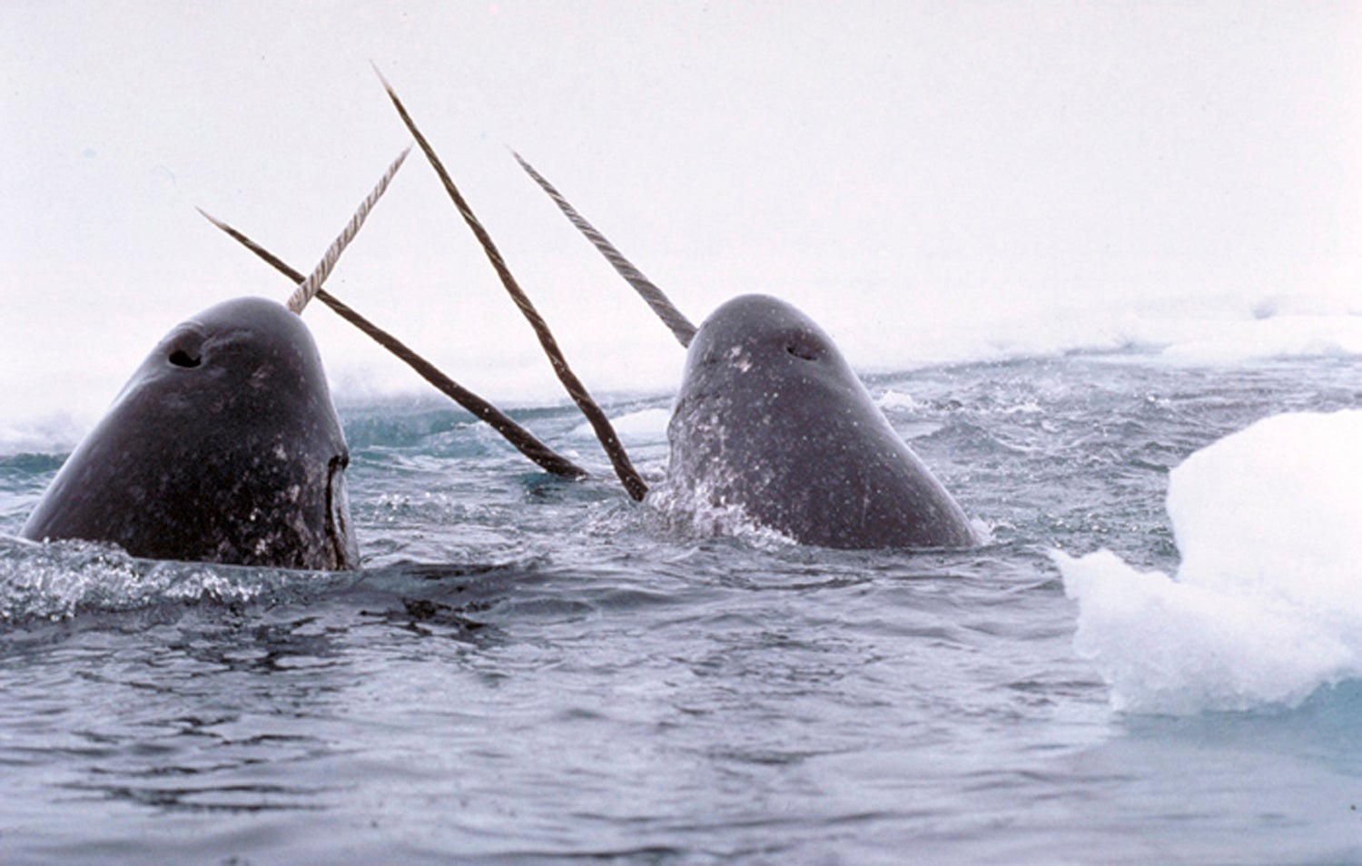 Male narwhals sparring