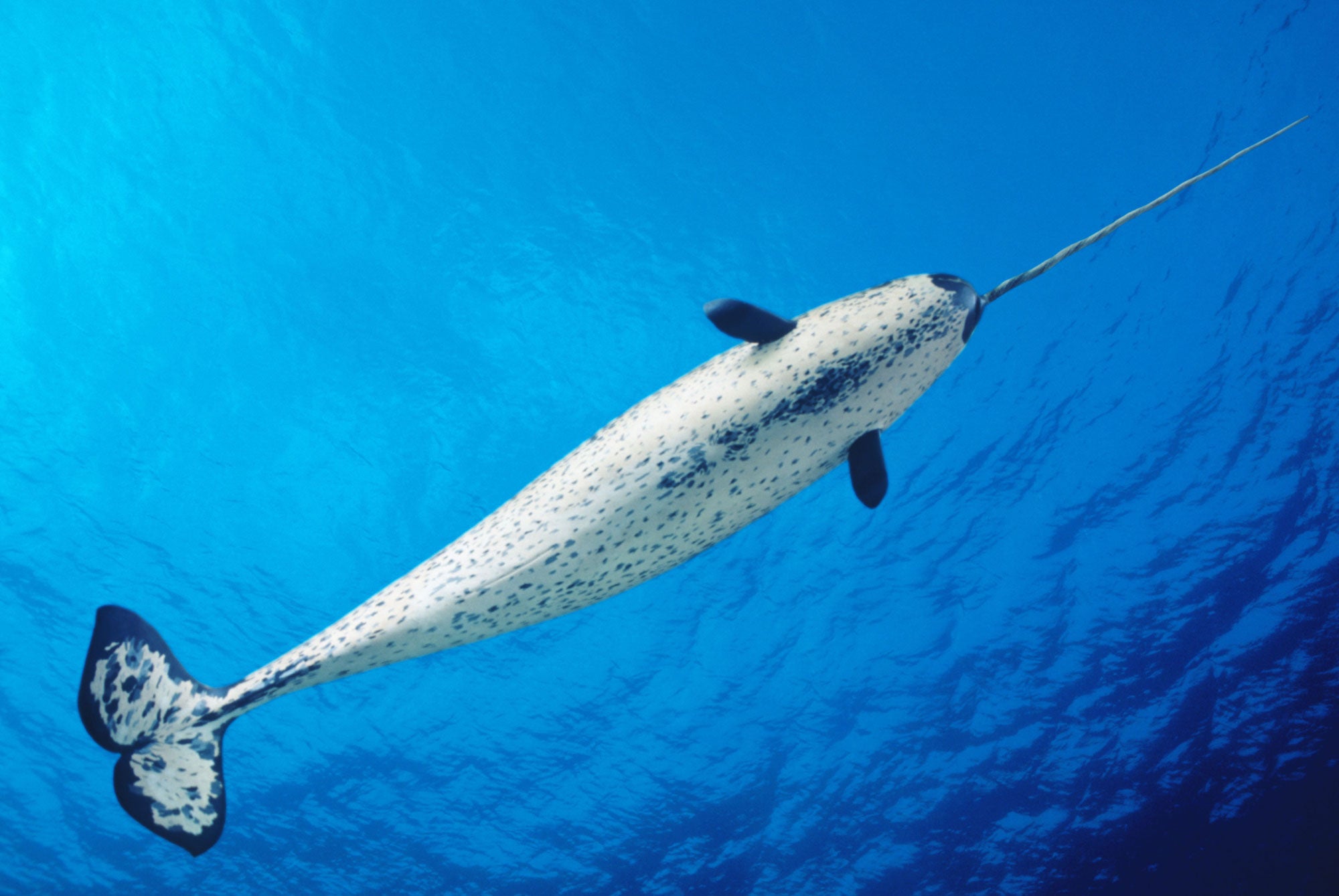 A small percentage of female narwhals grow tusks as well, and approximately one in 500 males grow two tusks.