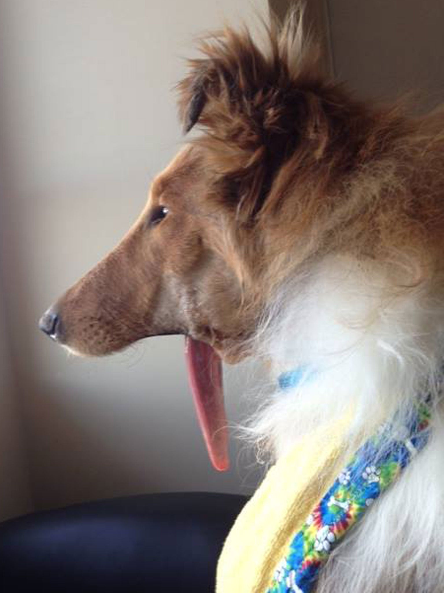 Lad is looking out the window again , he loves watching everyone