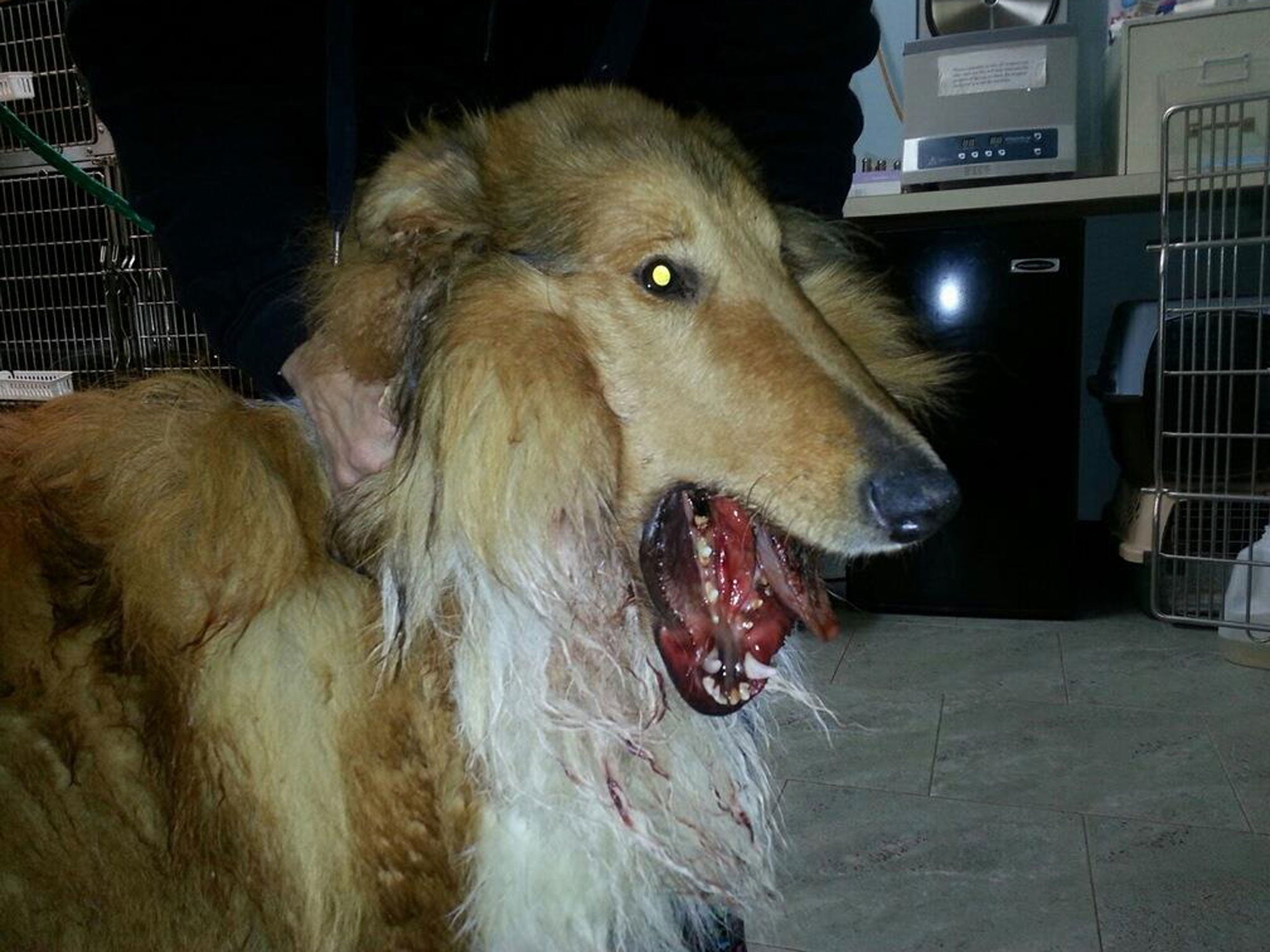 Lad was found emaciated and with horrific injuries to his lower jaw