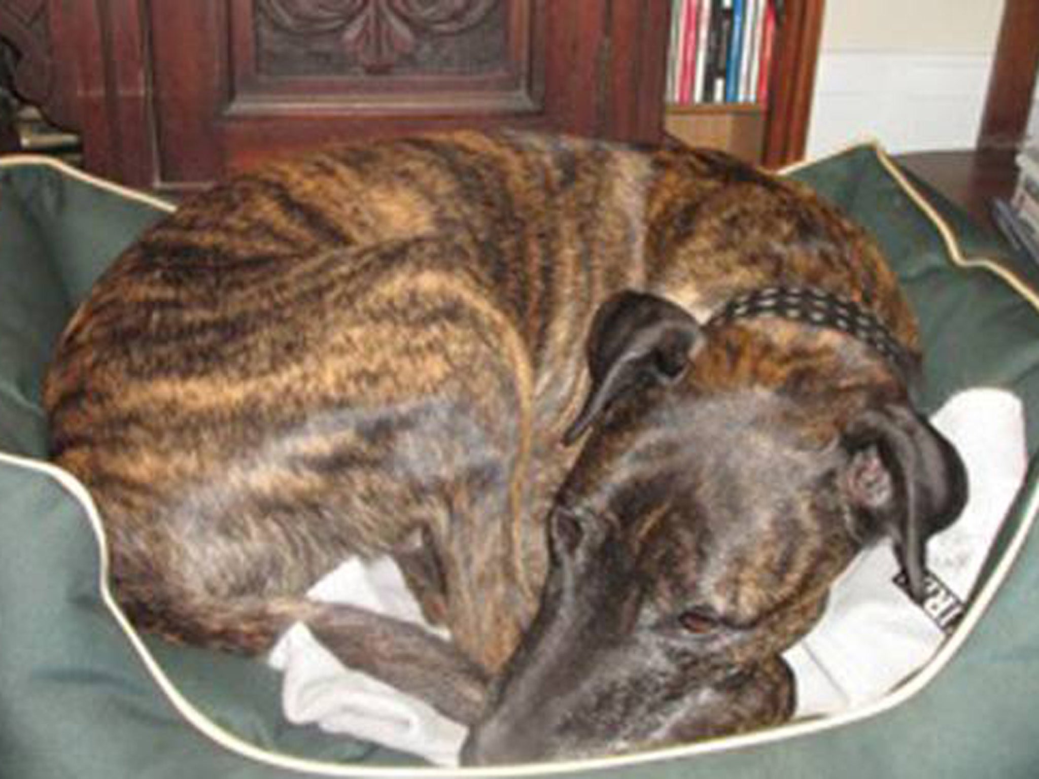 Six-year-old bull lurcher Toby was one of the dogs killed