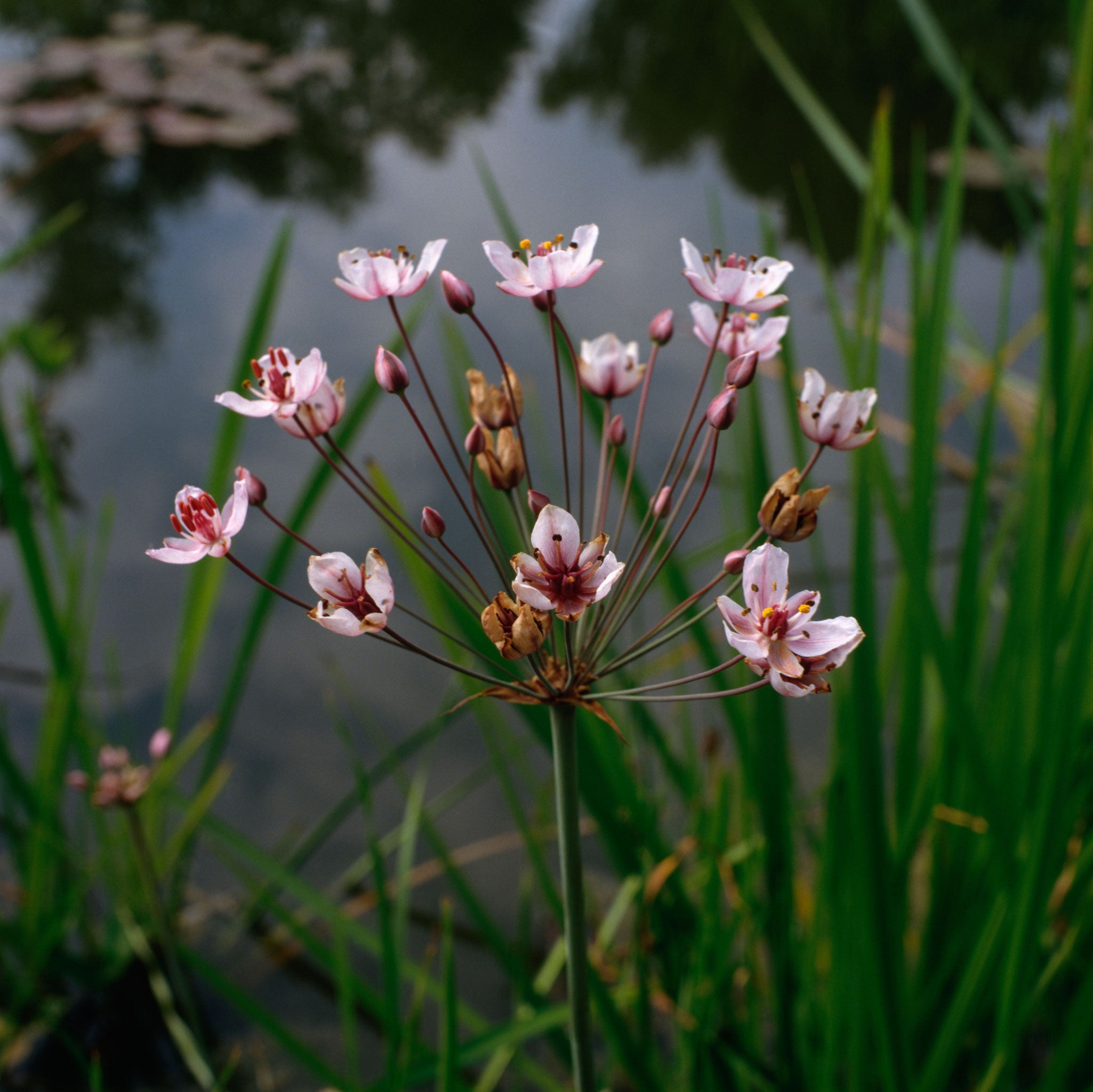 The rectangular swimming pond is thickly planted with reeds and flowering rush