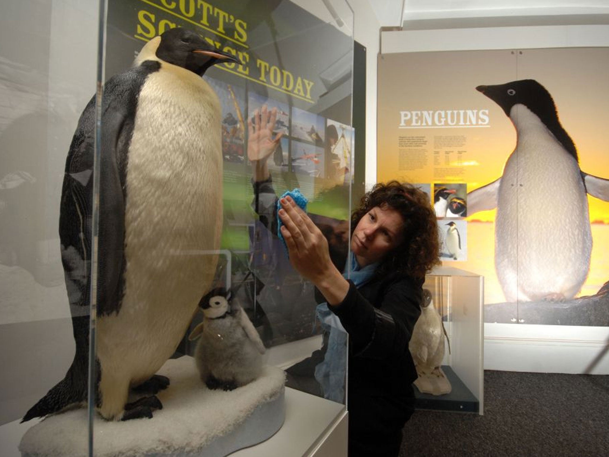 AN EMPORER PENGUIN AND CHICK HAVE BEEN INSTALLED/UNVEILED AT THE GILBERT WHITE & OATES COLLECTION IN SELBOURNE, HAMPSHIRE