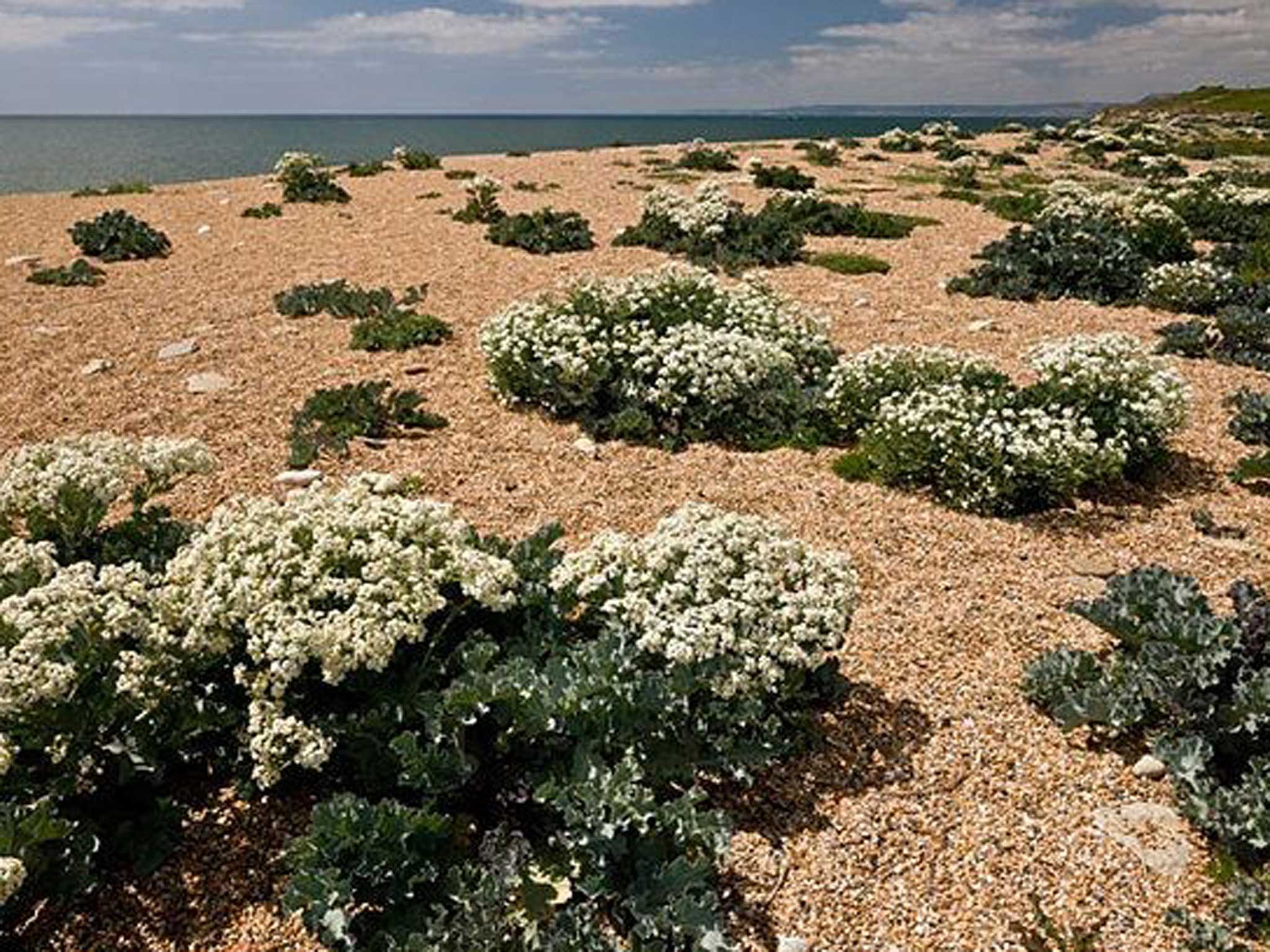 Wild sea kale on Cogden Beach in Dorset