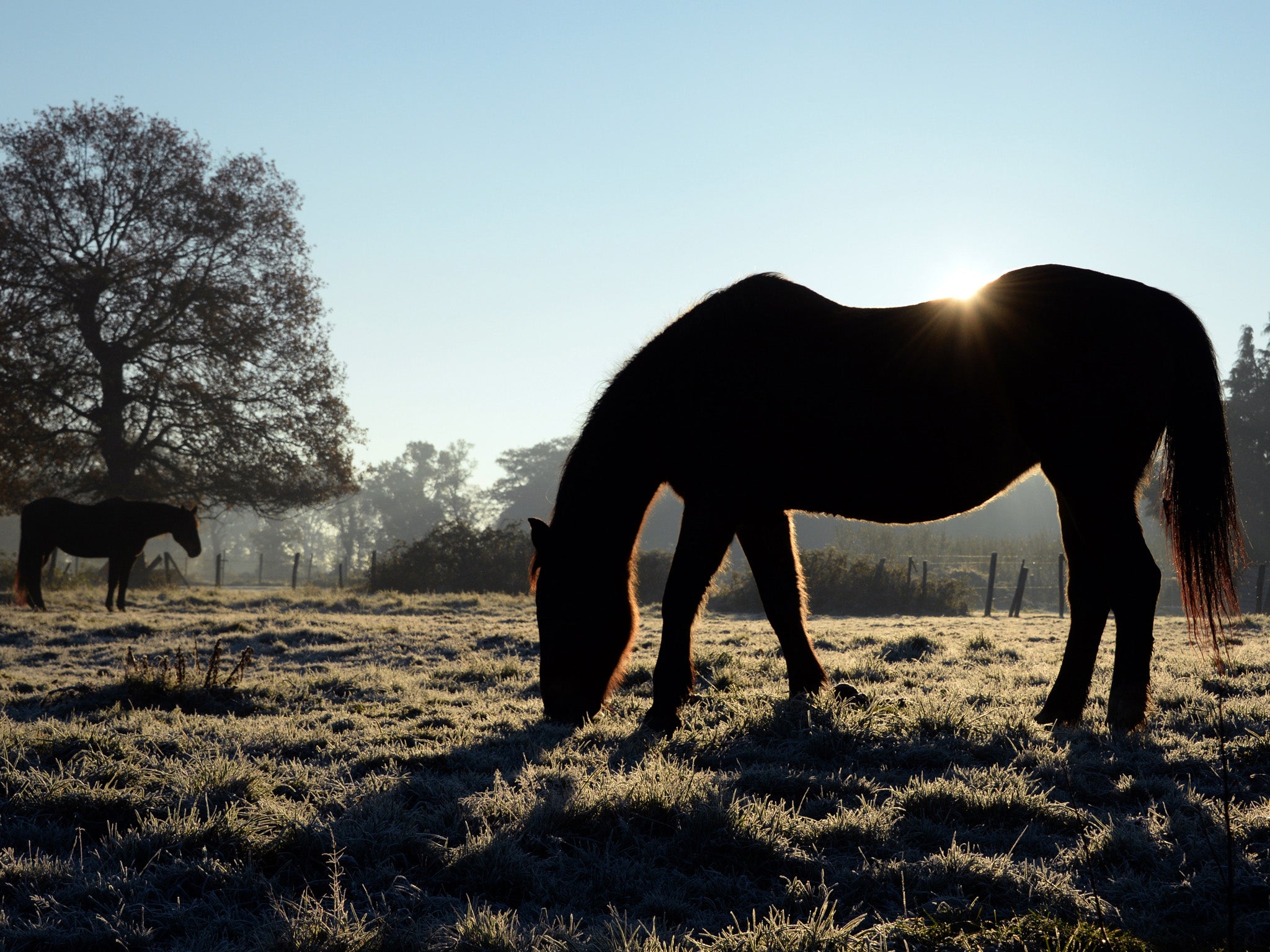 File image: The animals were shot after police and council workers were unable to capture them