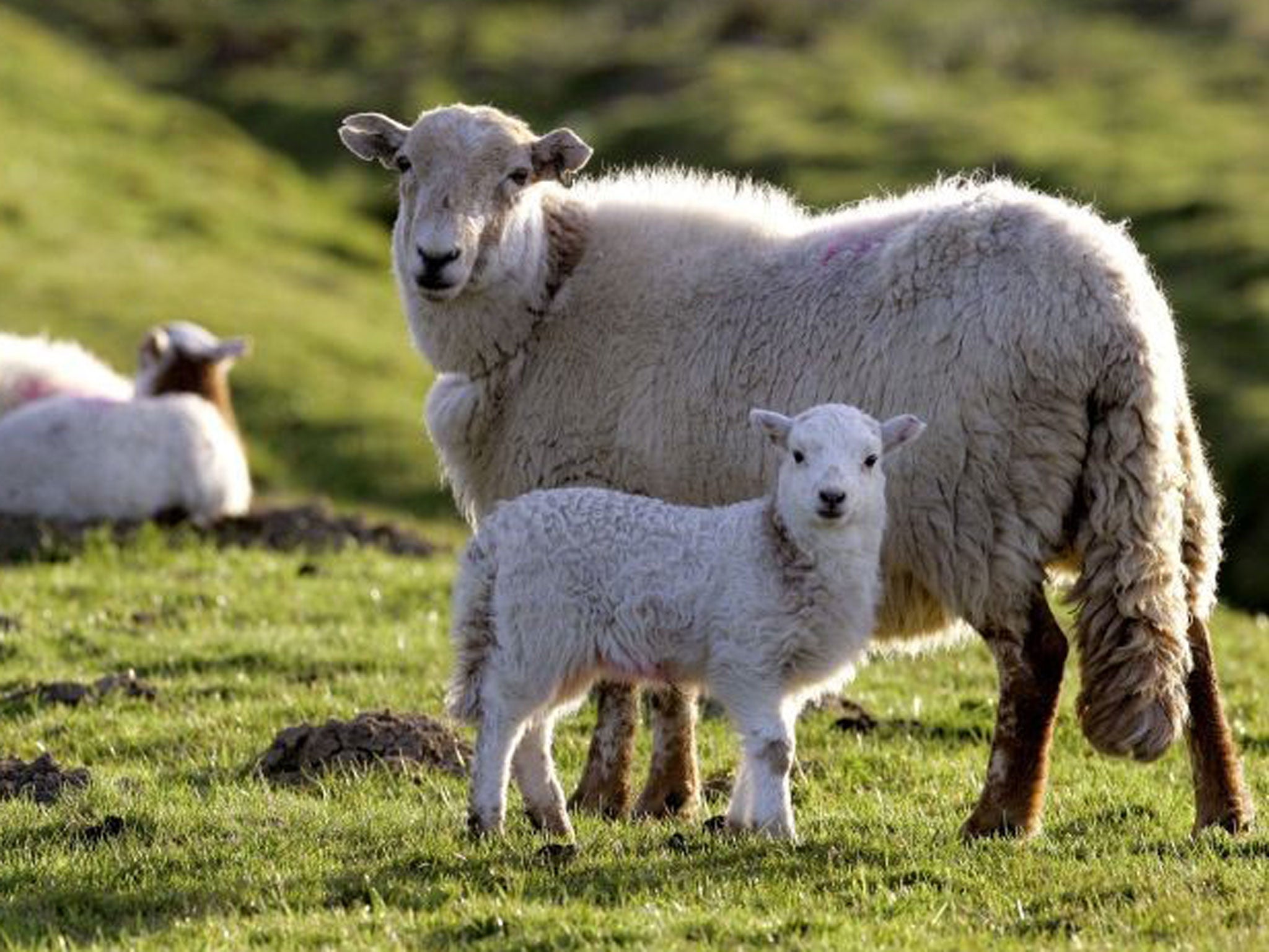 Can ewe provide a shaggy sheep?