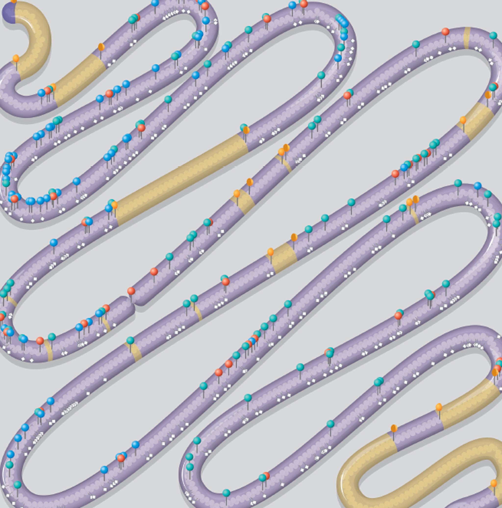 The chromosome is represented snake-like, with the positions of 'designer changes' indicated in yellow