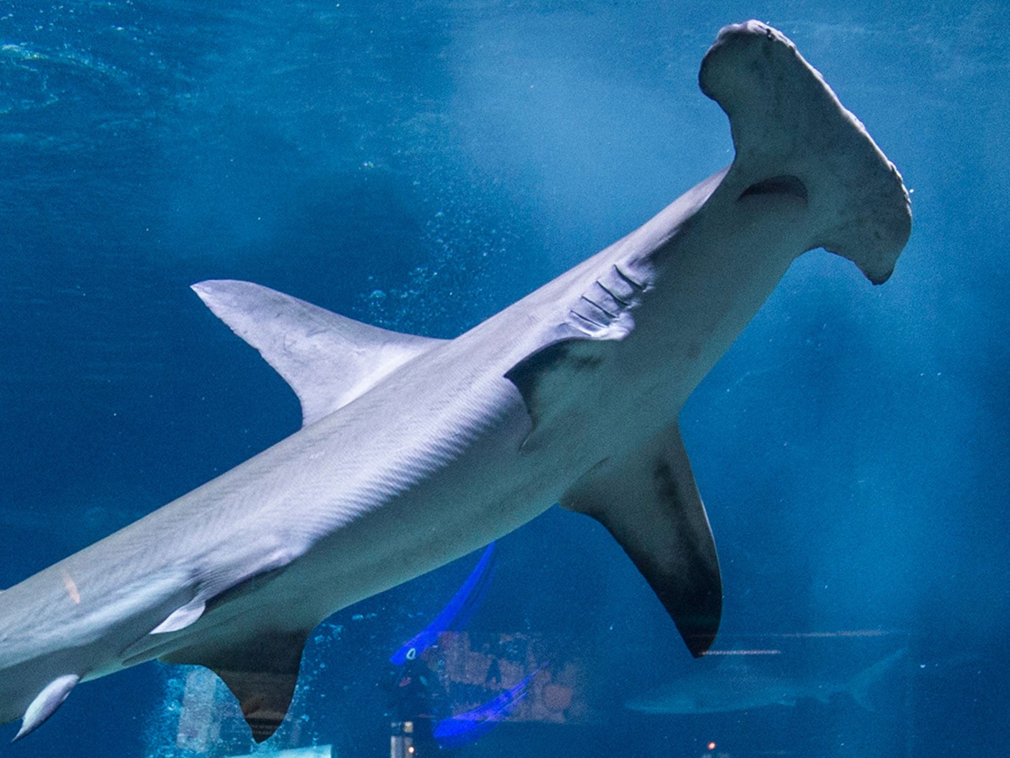 People watch a captive hammerhead shark, similar to the one that towed a fisherman for two hours off the coast of Florida.