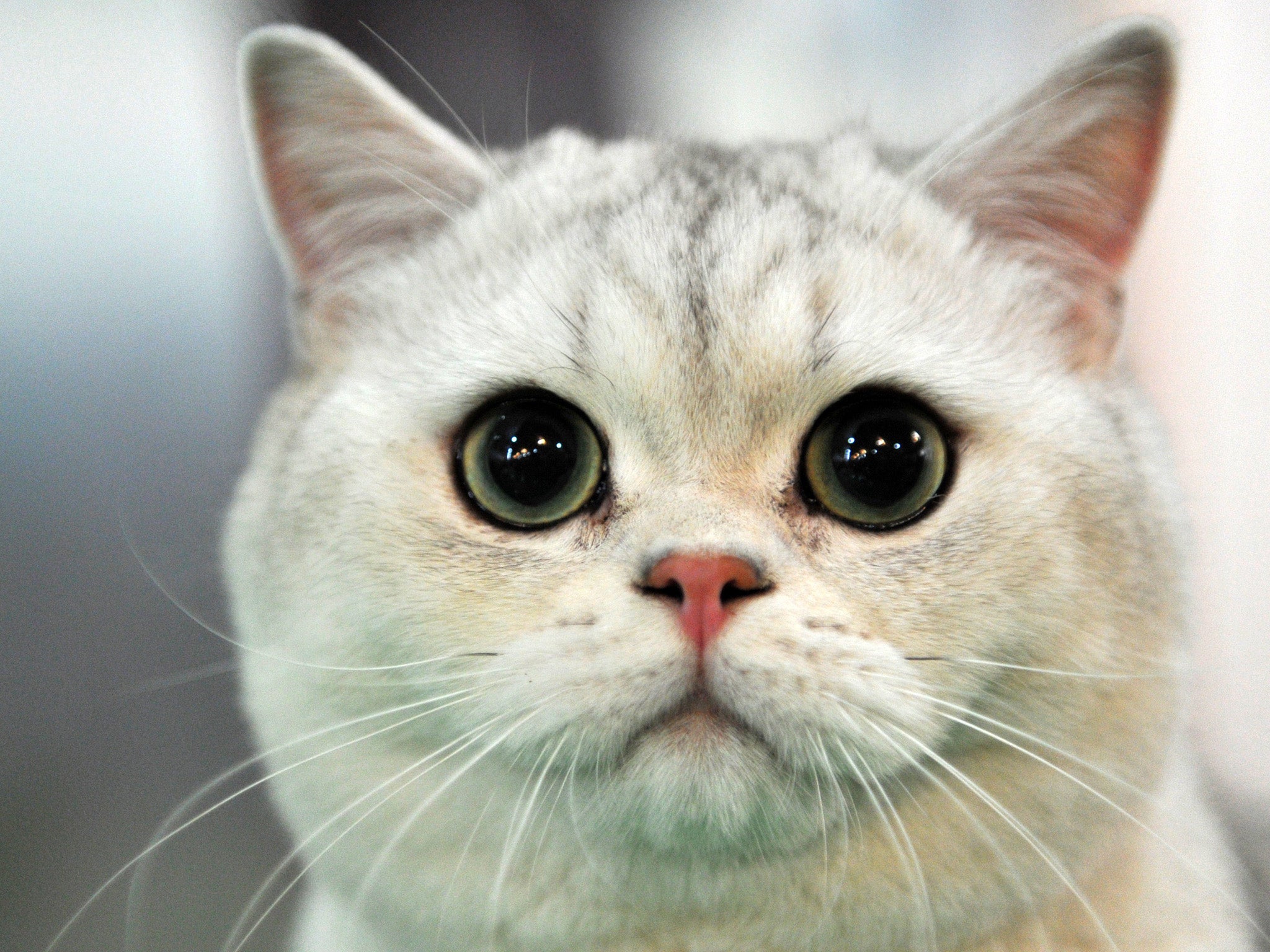 File image: A woman's life was saved by her cat when it woke her up during a fire in an east London home