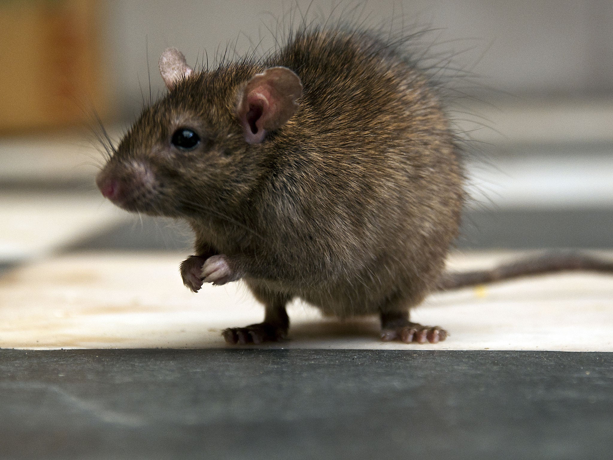 The bubonic plague spreads naturally among rodents