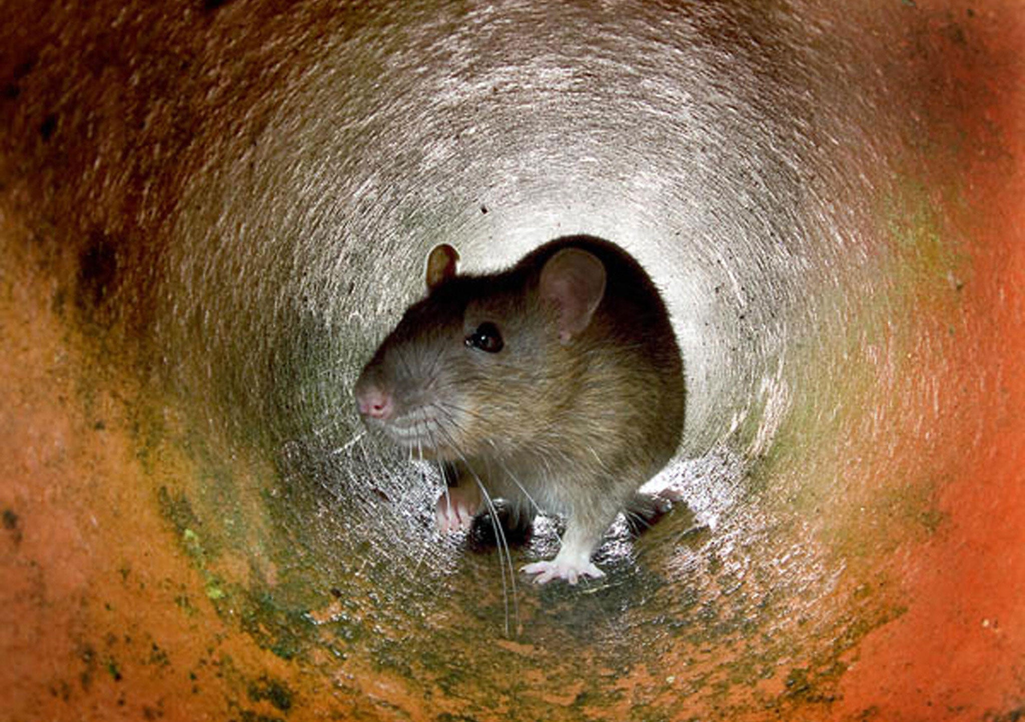 A passenger flight in India was reportedly grounded when members of staff spotted rodents running around the cabin.