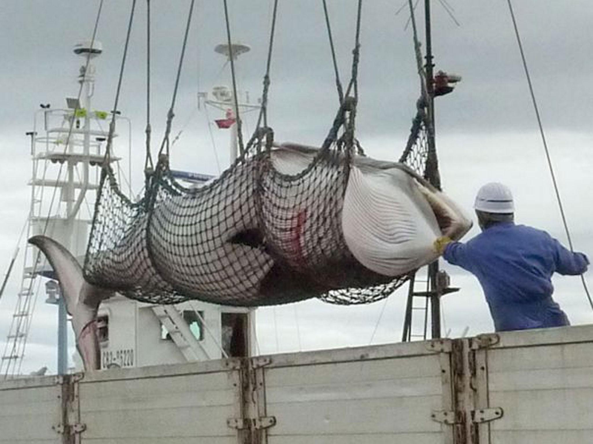 A dead minke whale is unloaded in Kushiro on the Japanese island of Hokkaido.