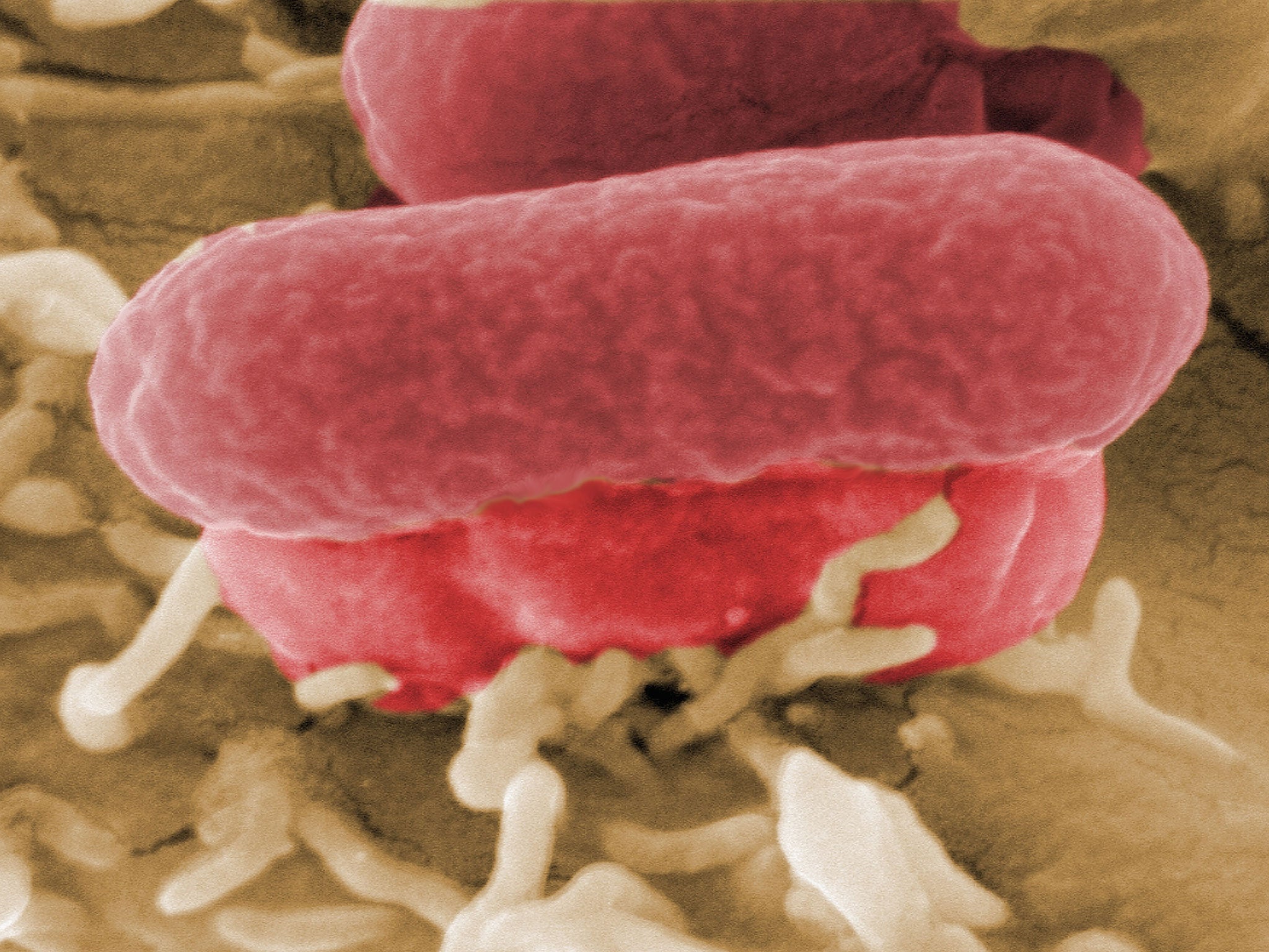 The mass extinction occurred as a result of microbial sex that caused a suffocating release of methane and carbon dioxide