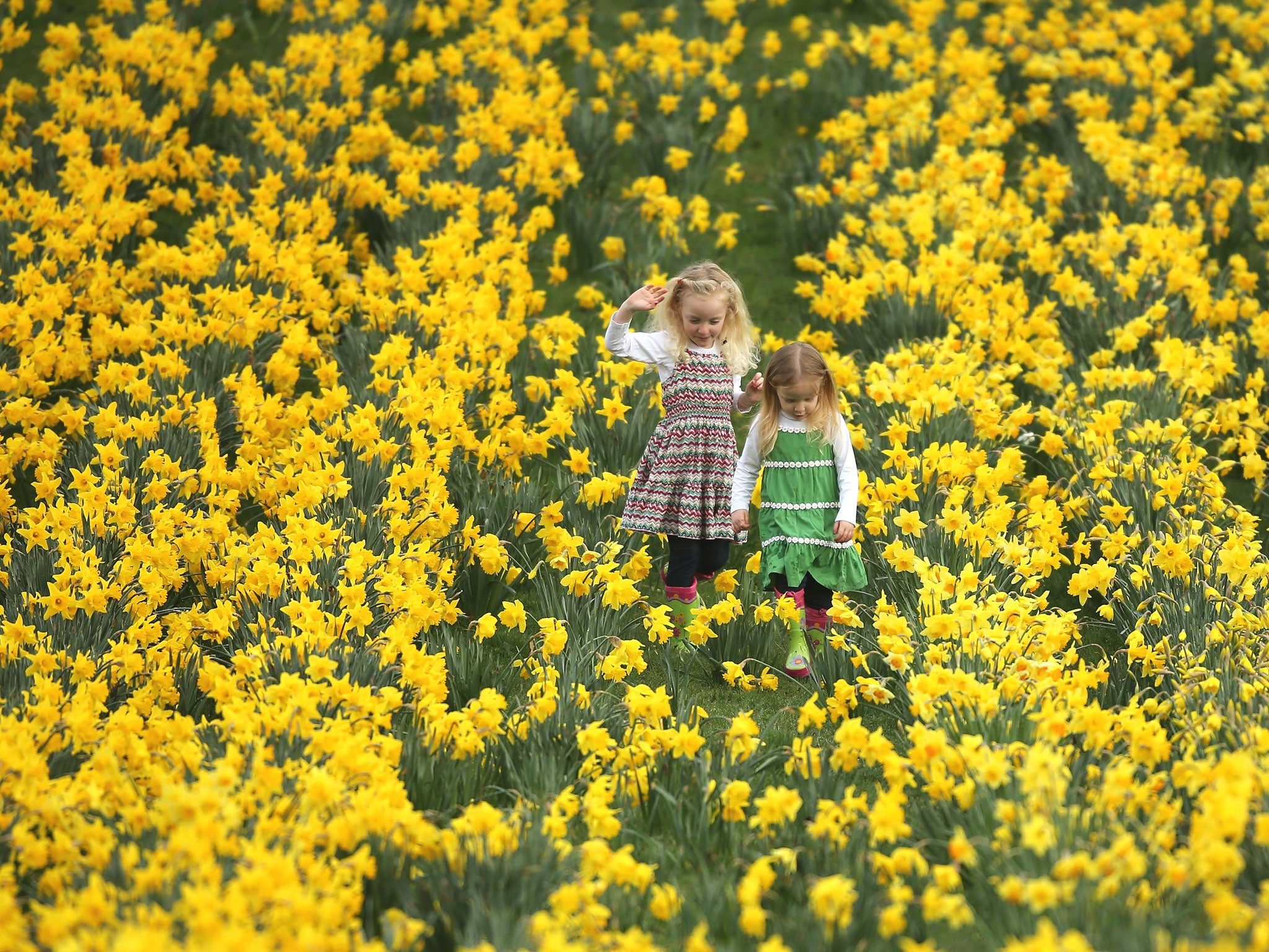 Evelyn Johnson (5) and her sister Bridgette (3) walk amongst daffodil blooms in Cheshire