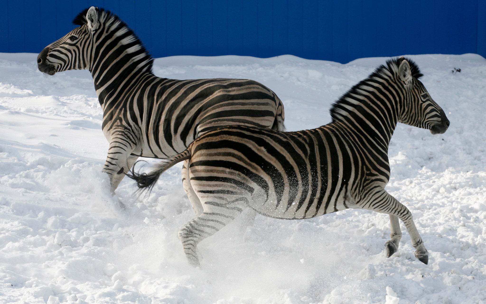 A zebra or Patrice Evra?