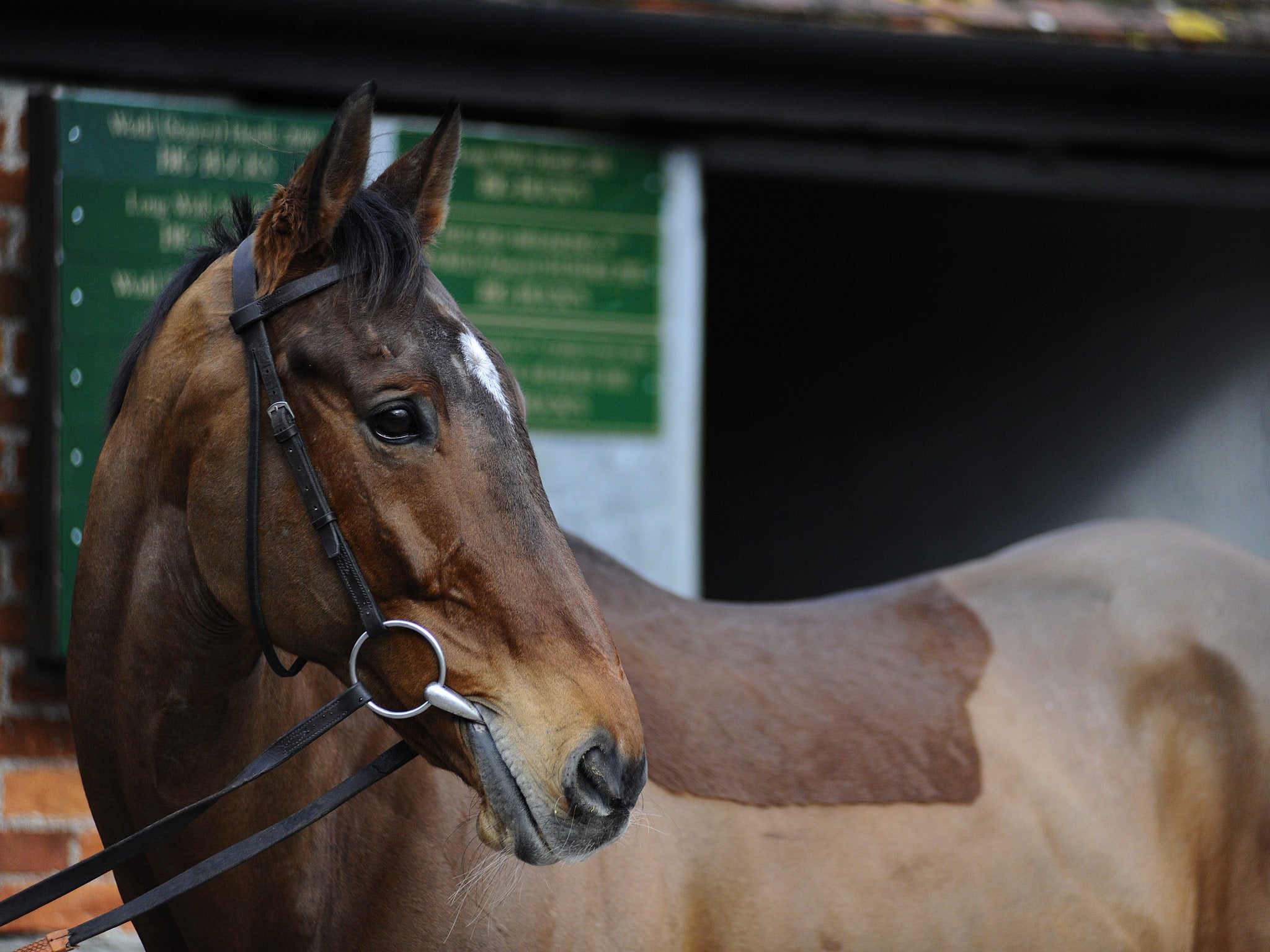 Paul Nicholls parades Tidal Bay