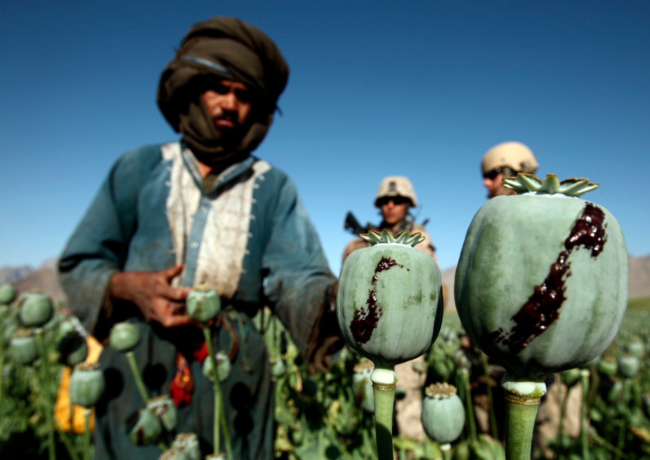 Growing opium offers a high return for poverty-stricken farmers, but highly-organized gangs are also responsible for growing the crop.