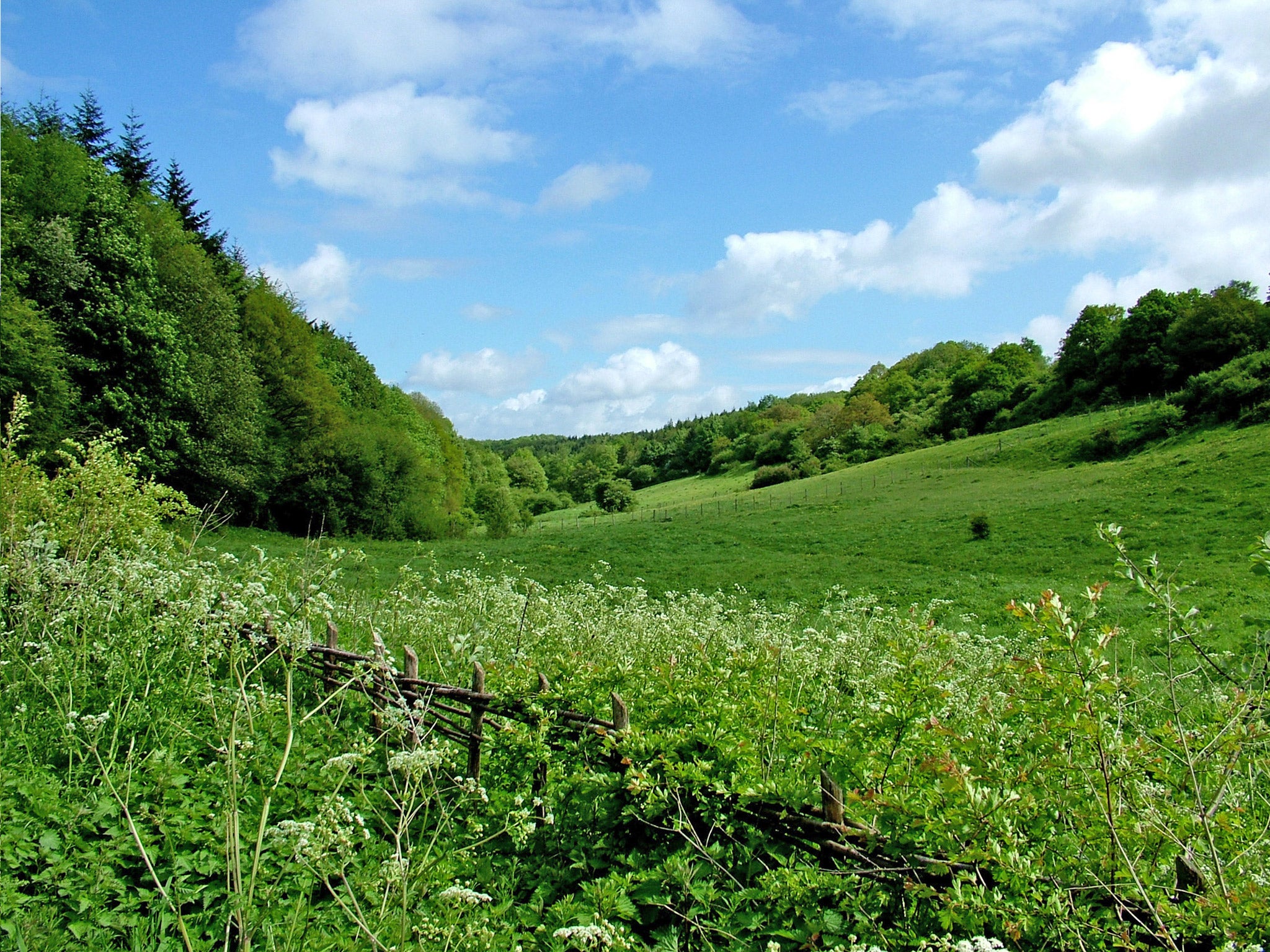 Park Gate Down in Kent. The Wildlife Trusts believe England's wildlife-rich grasslands are suffering a 'catastrophic decline'