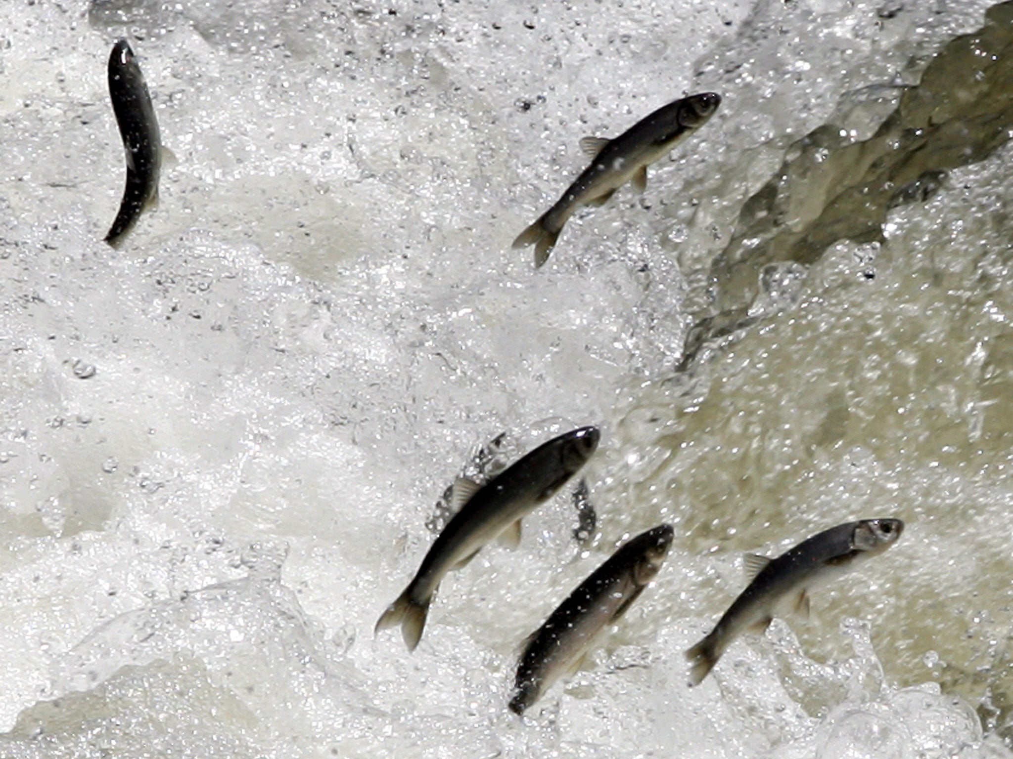 The researchers studied five mullet populations