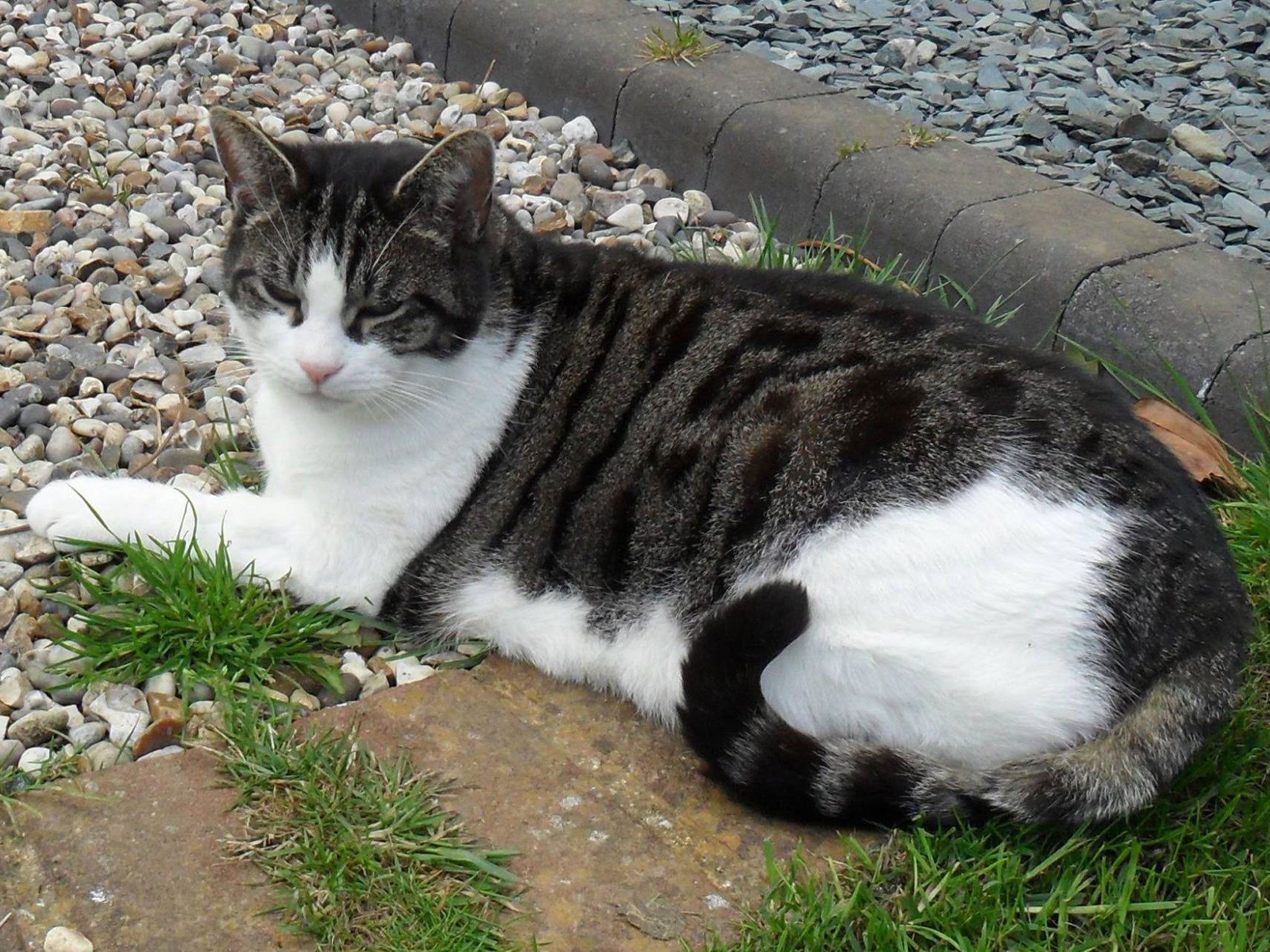 Crockett the cat, who spent five days trapped in the three-seater settee