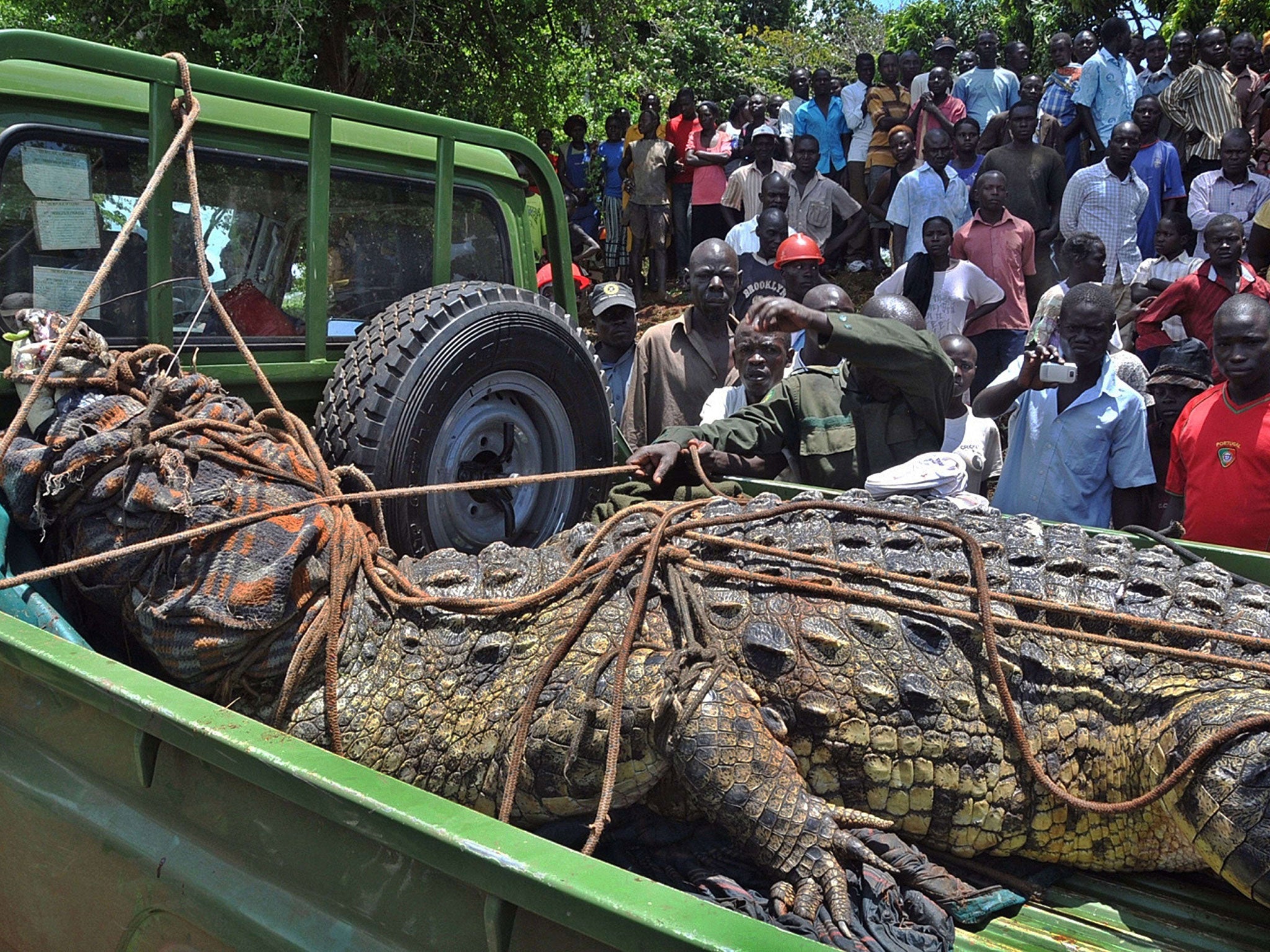 This picture taken on March 31, 2014 shows residents of the Kakira village, in the Jinja District of eastern Uganda, gathering to look at a crocodile that was captured by Uganda Wildlife Authority (UWA) staff.