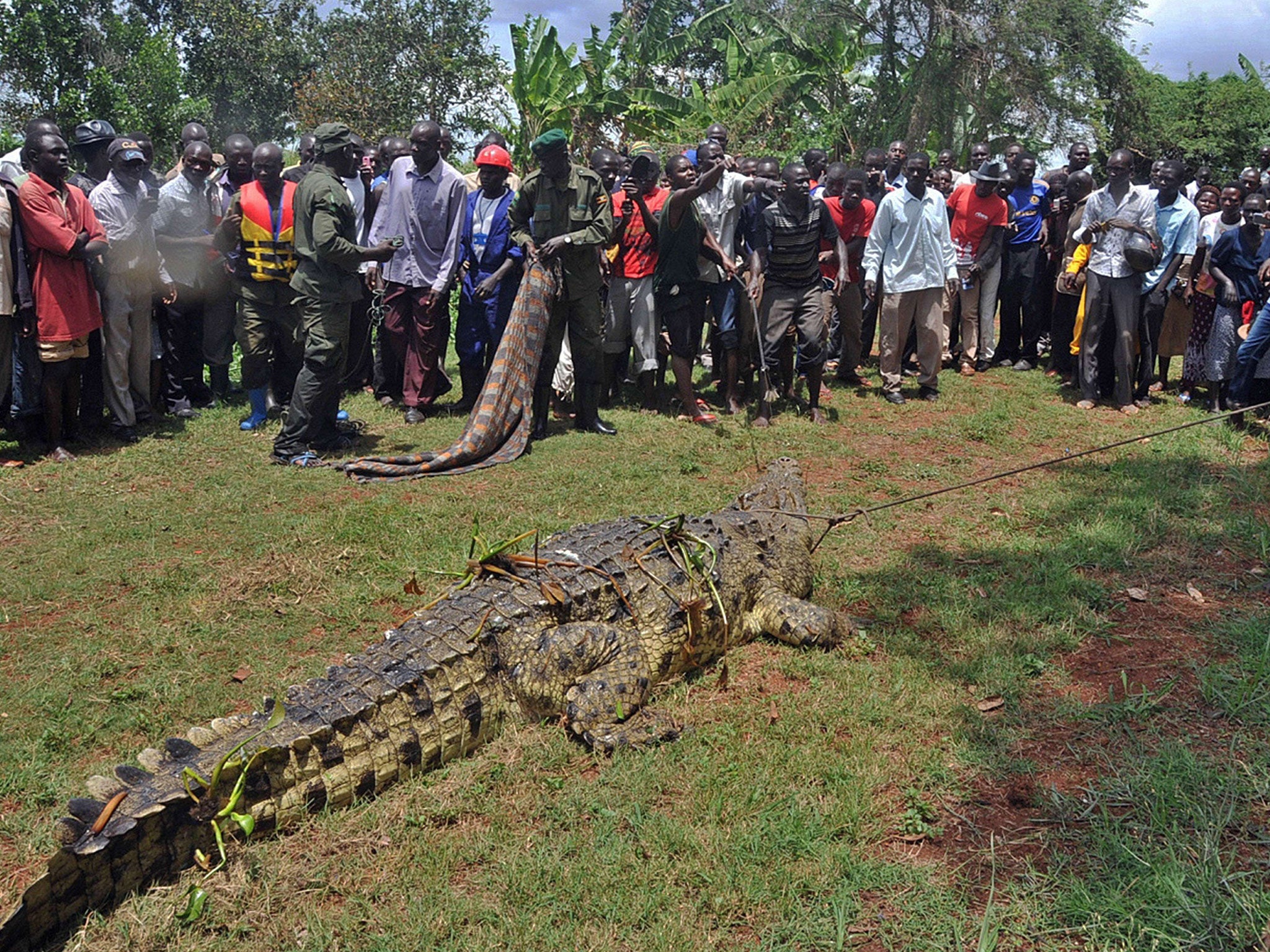 This picture taken on March 31, 2014 shows residents of the Kakira village, in the Jinja District of eastern Uganda, gathering to look at a crocodile after it was captured by Uganda Wildlife Authority (UWA) staff.