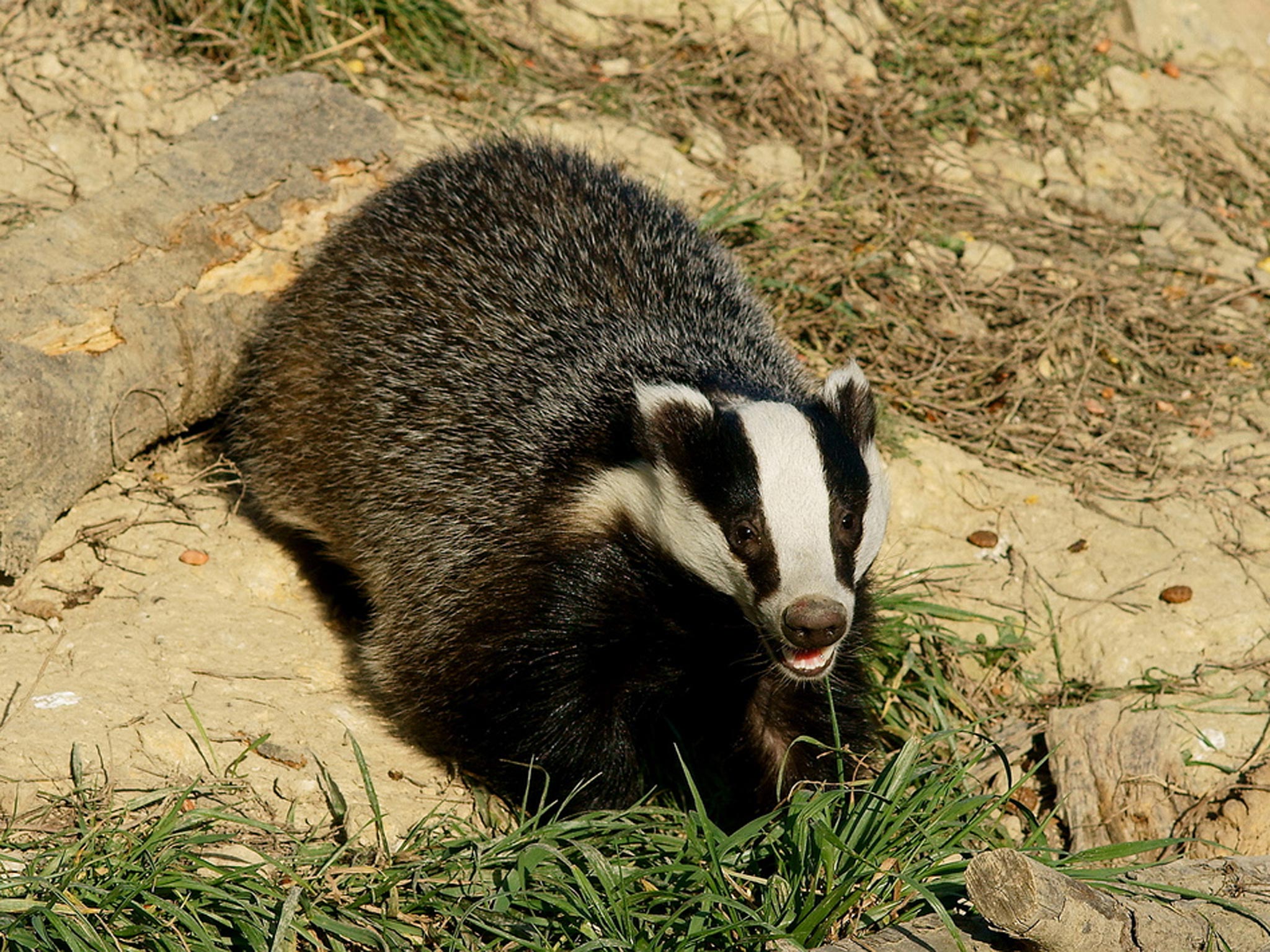 Two terriers owned by Sean Ward had injuries consistent with being used for badger-baiting