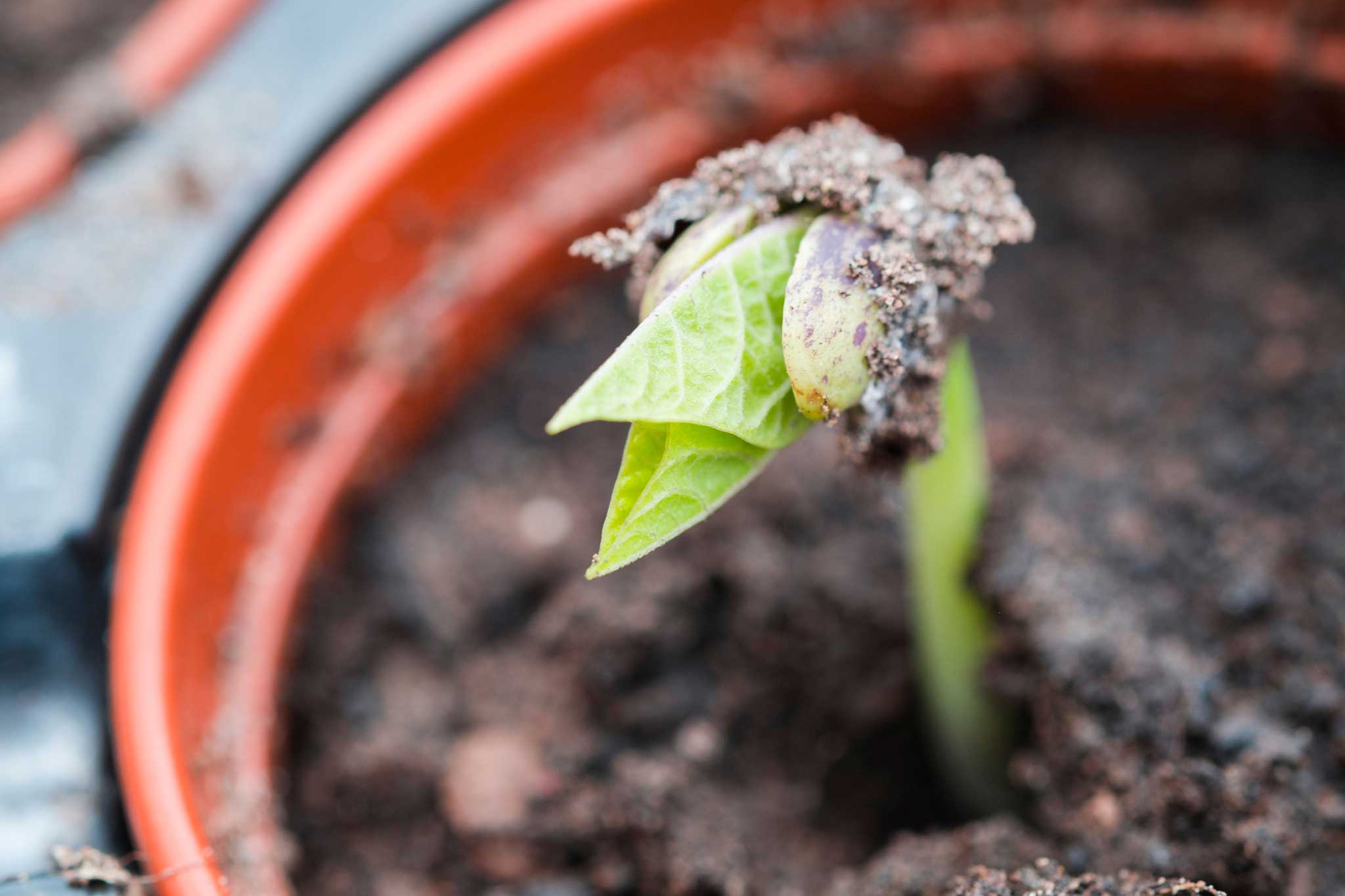 You can sow French beans under cover