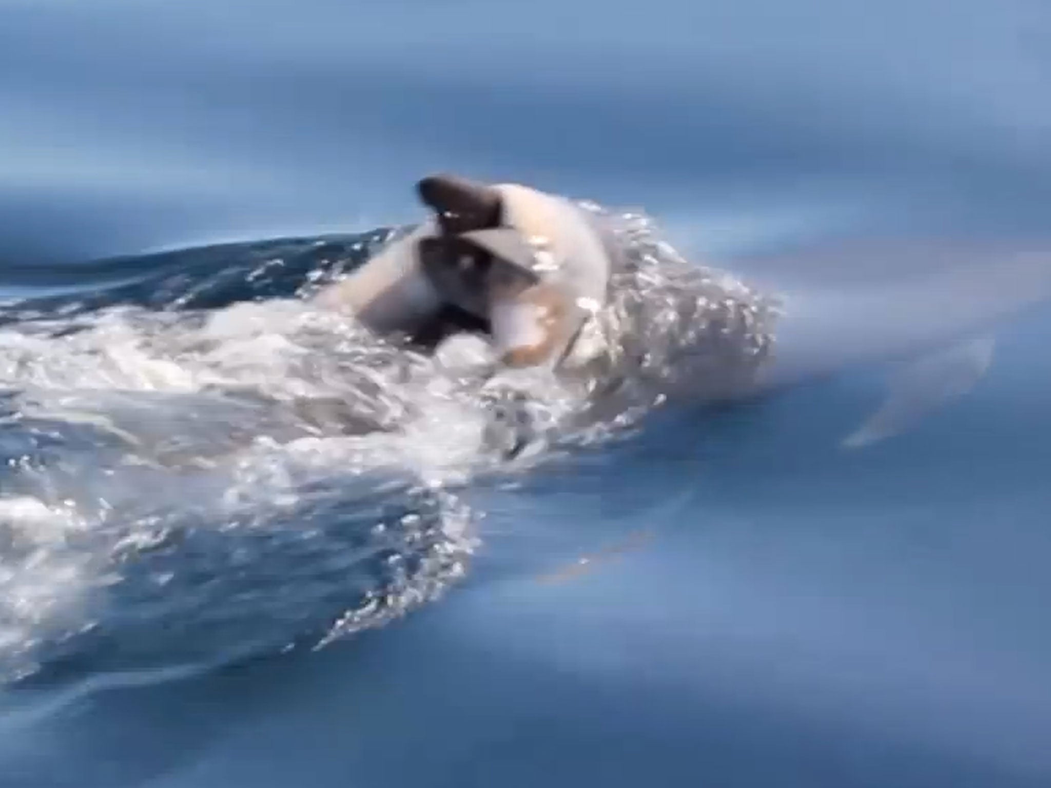 The lifeless calf was seen draped across the female's dorsal fin