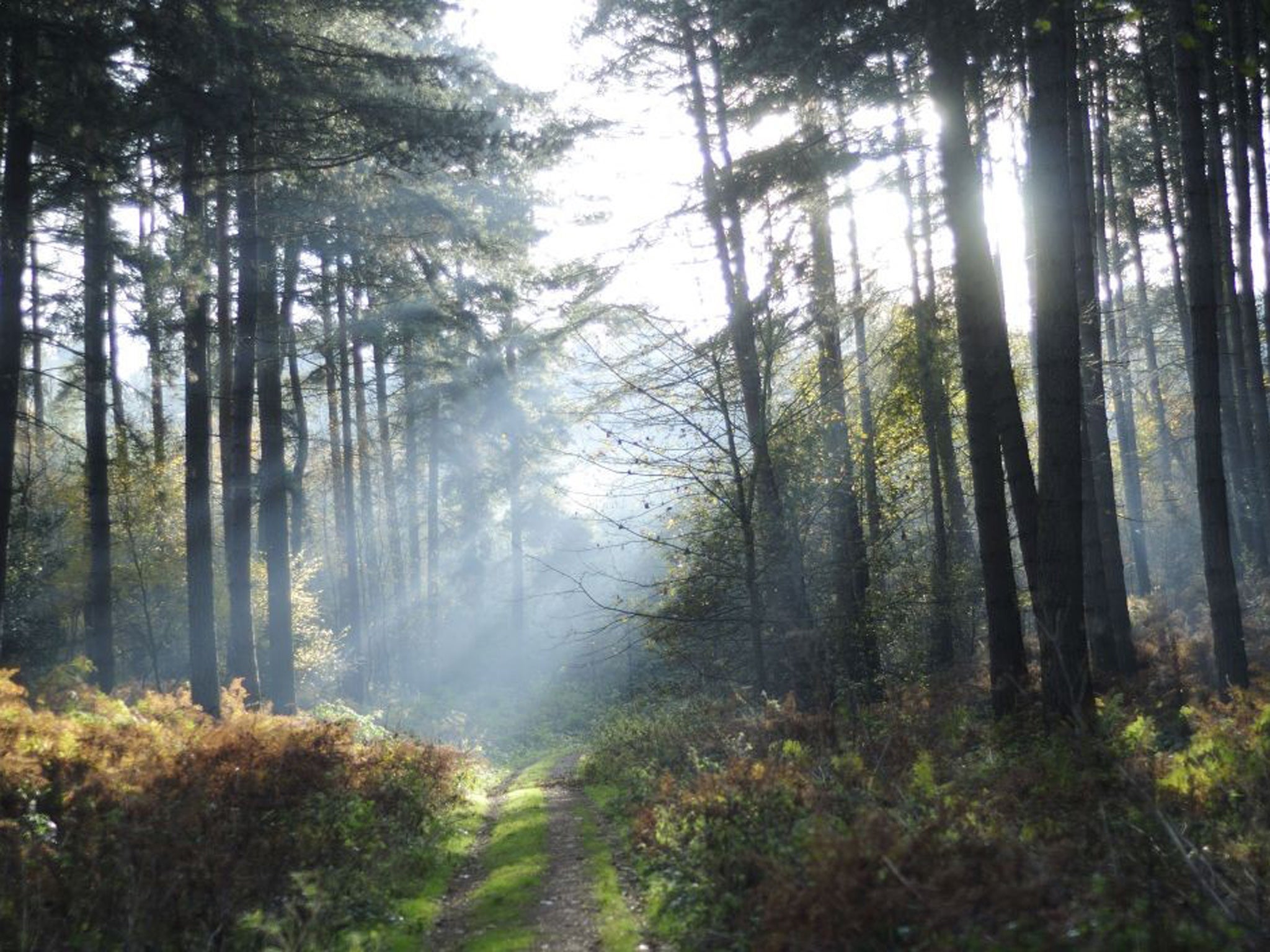 Sherwood Forest conjures up the romantic side of the East Midlands