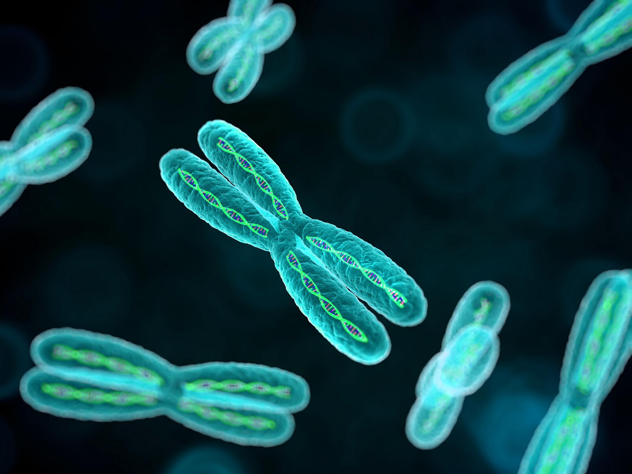 Telomeres are found at the tip of each chromosome and are important for its function