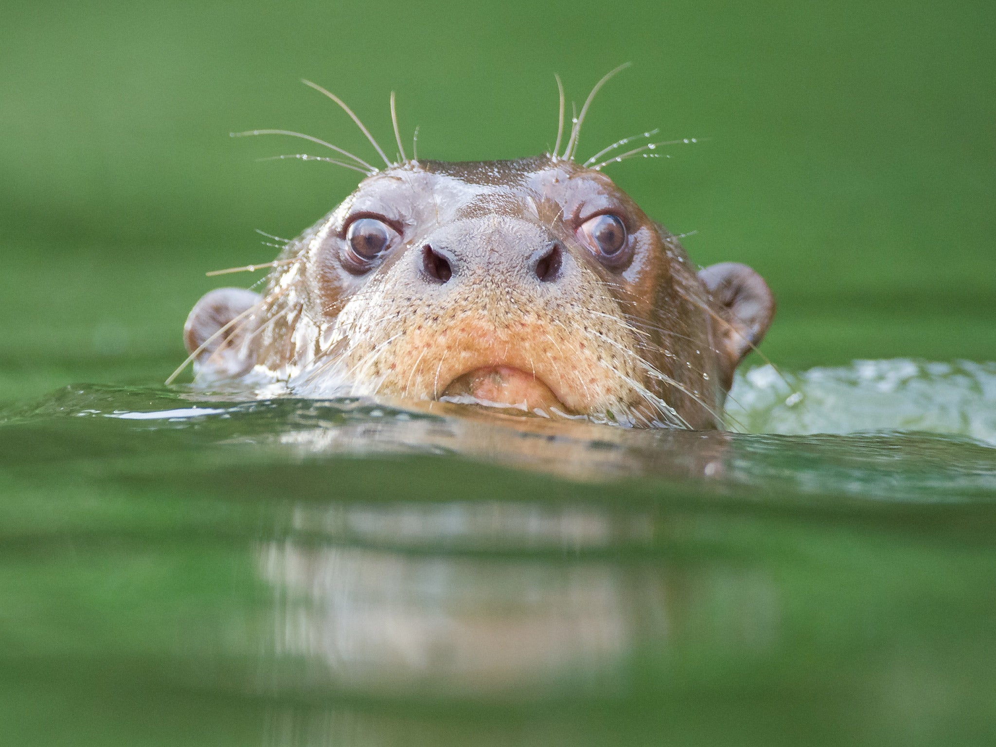 Wildlife in Manu Biosphere includes otters (Journey Latin America)