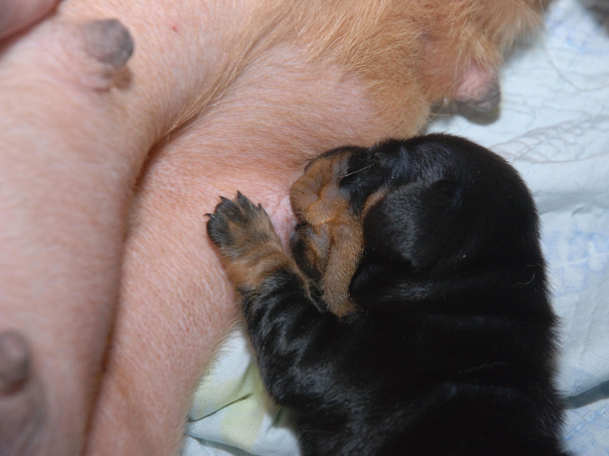 Scientists have created Britain’s first ever cloned dog, the dachshund Minnie Winnie