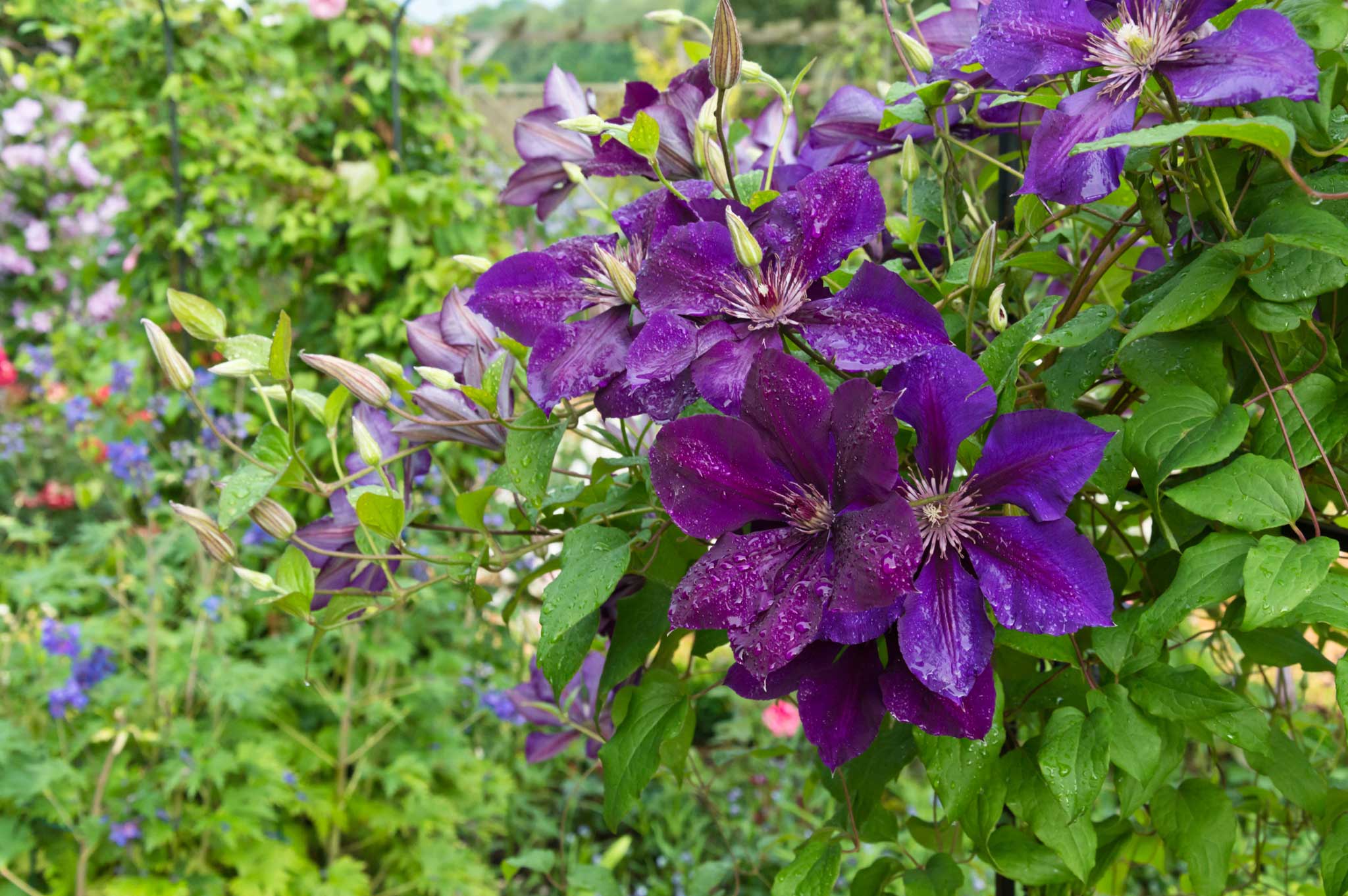 'The President' is extremely vigorous with large flowers of purplish-blue