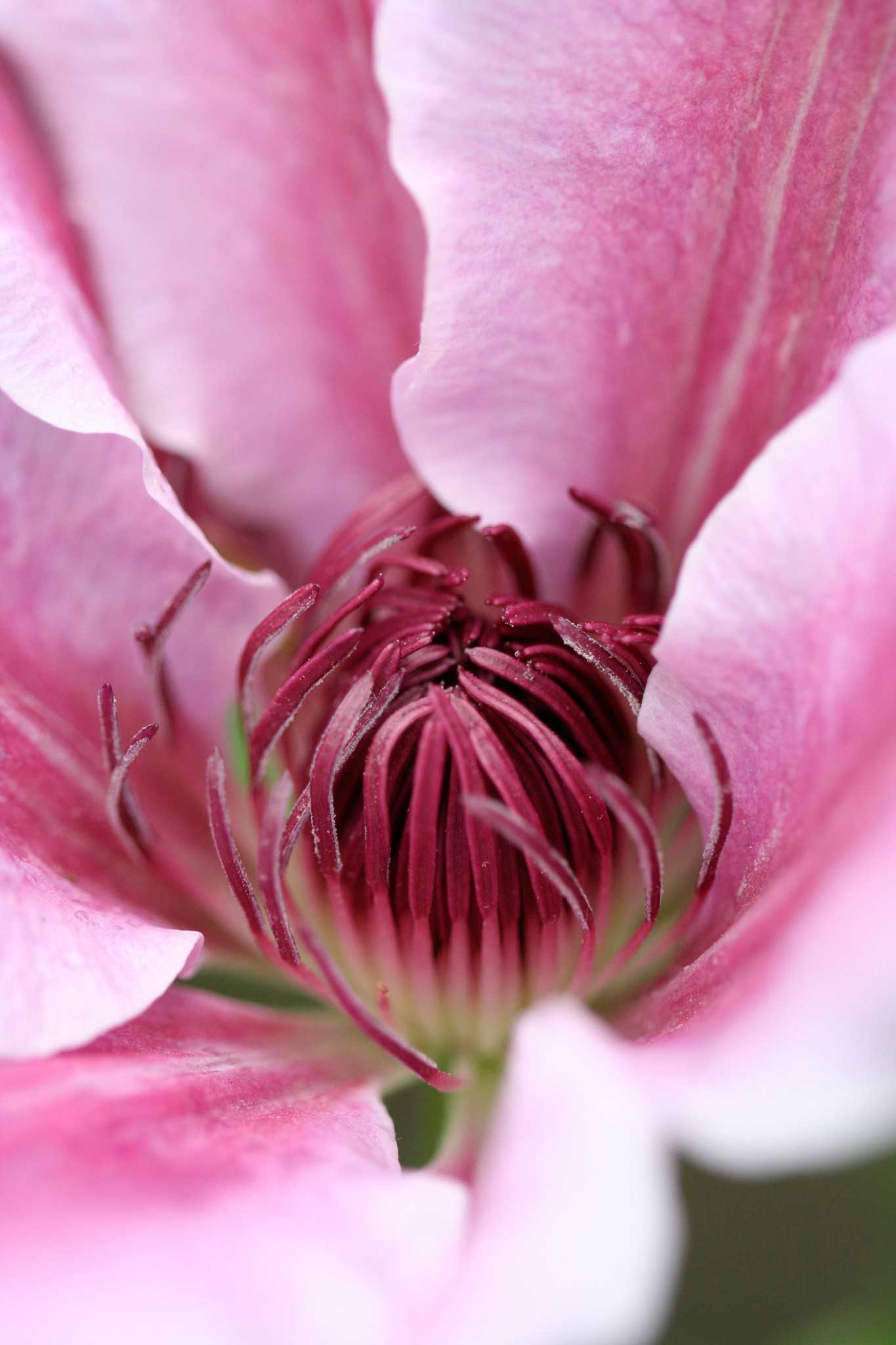 In the pink: The clematis 'Nelly Moser'