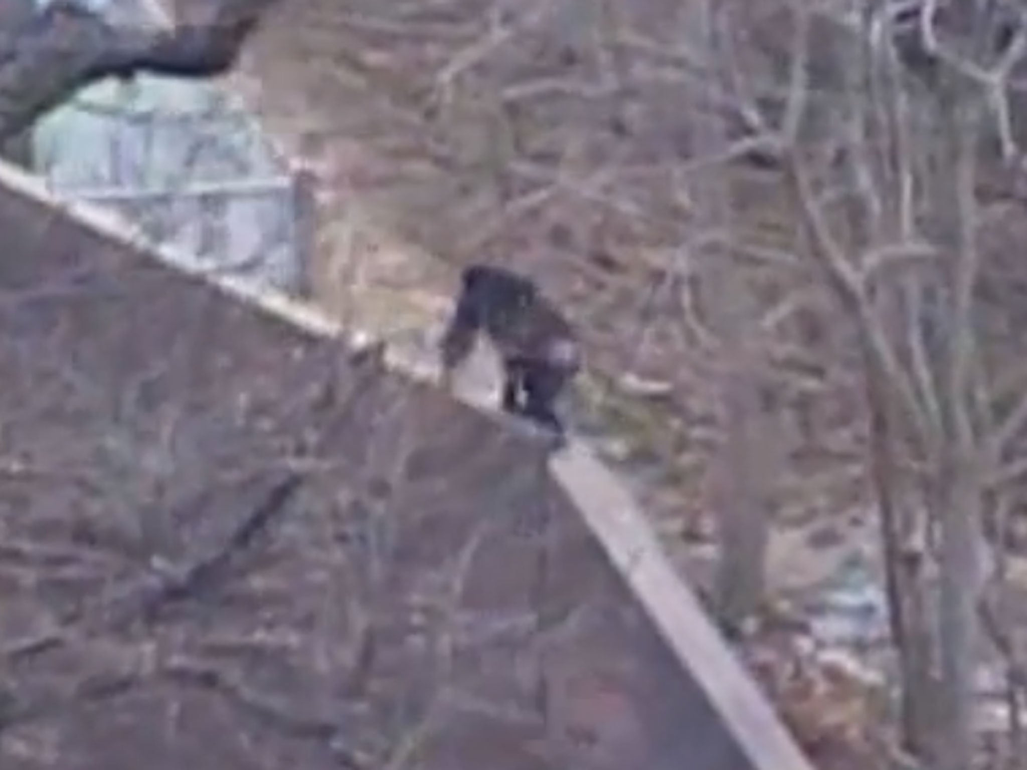 A chimpanzee is seen crawling along the wall of the enclosure