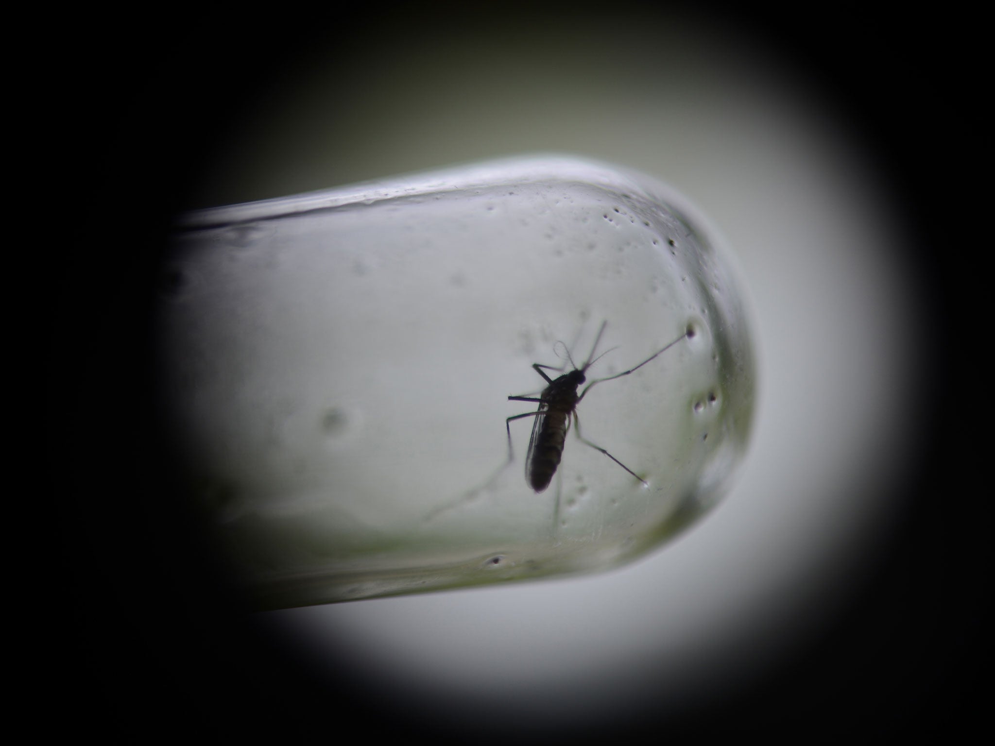 Last year Brazil reported 1.4 million cases of dengue fever, which is carried by the Aedes aegypti mosquito