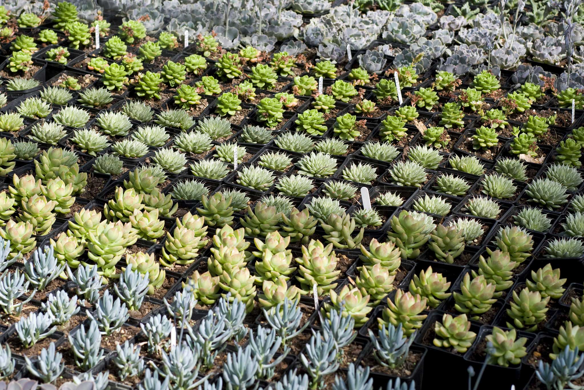 Don't waste your money on expensive plants - buy seeds instead