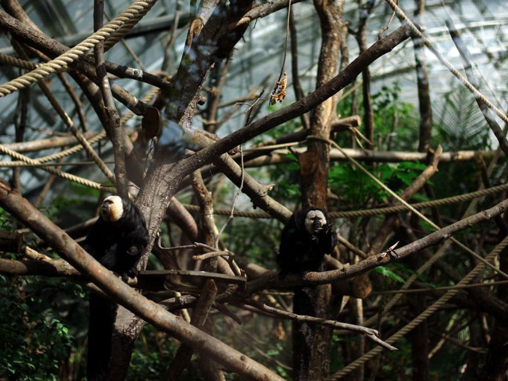 The man allegedly tried to scale a tree by the monkey exhibit